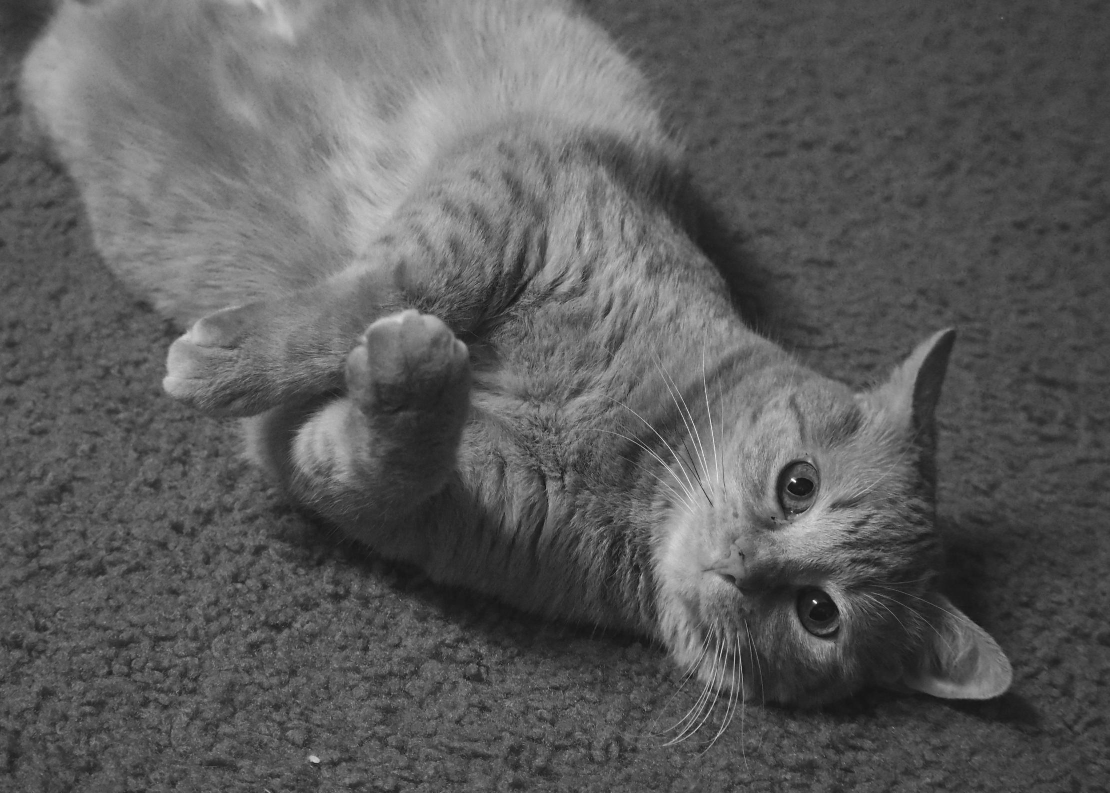 She Makes This Face When She Rolls Over, As If Daring Me to Rub Her Belly.
