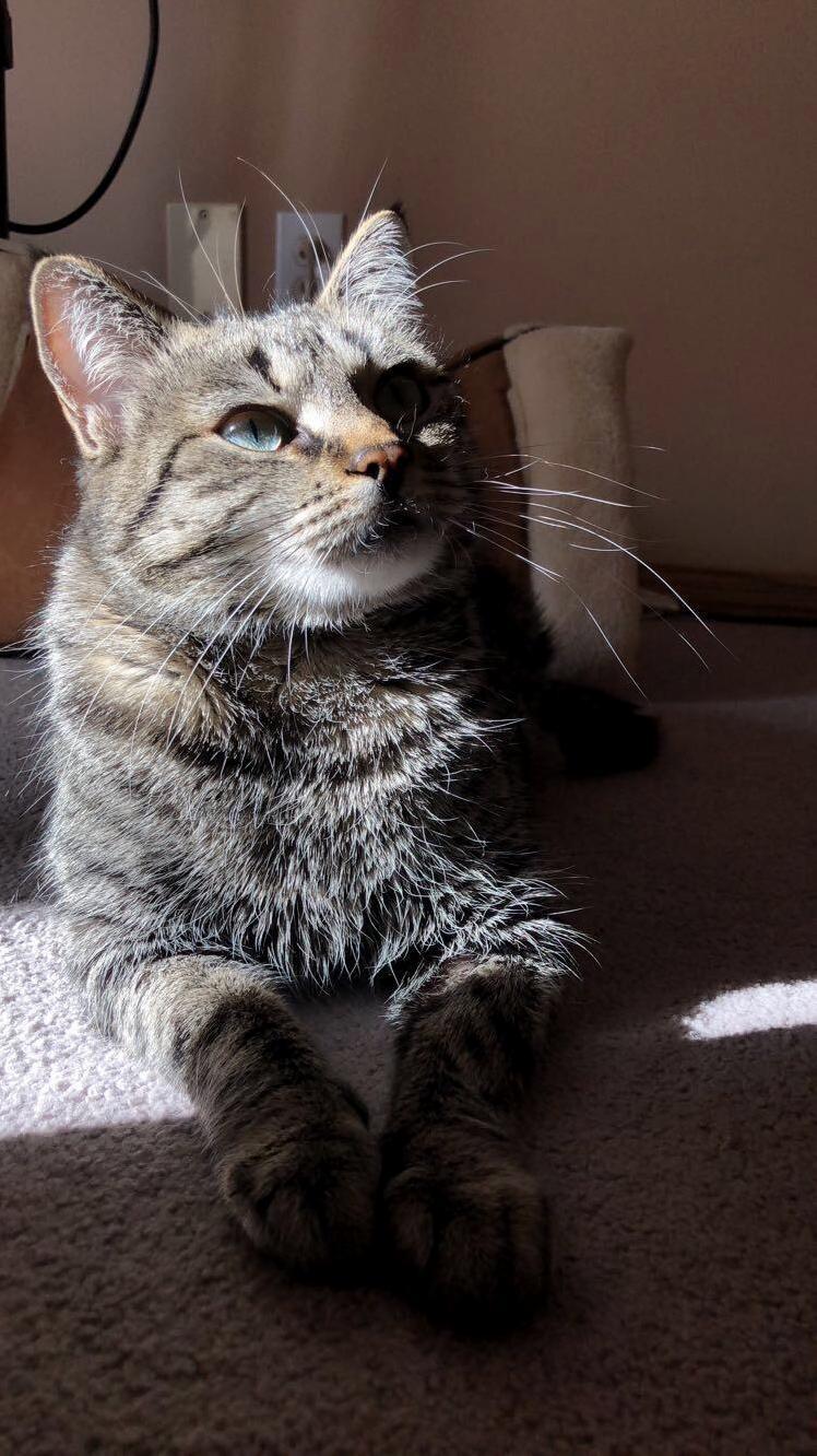 She Really Enjoys Sunrises Because She Can Soak Up All the Sunlight!