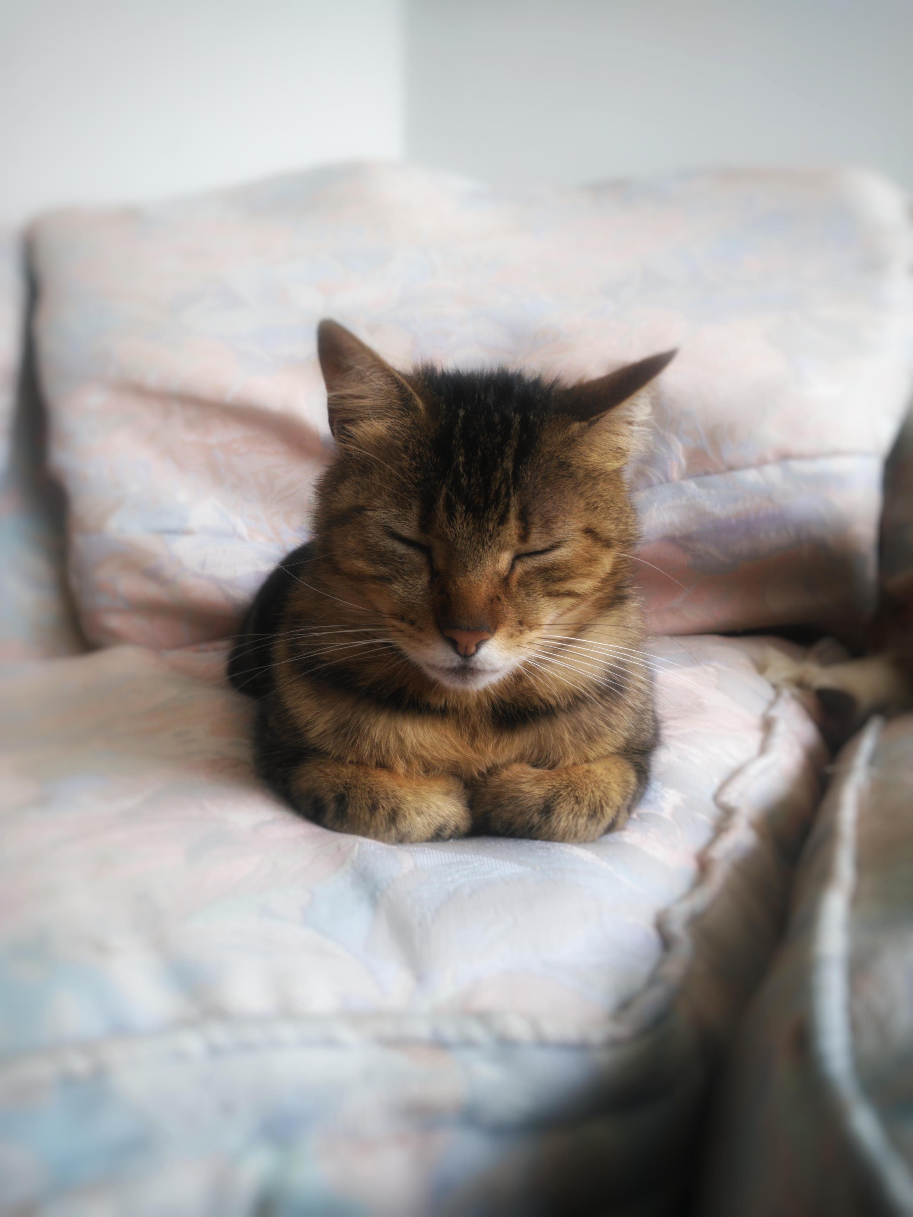 She Was Asleep. Weve Got Two Cute Pictures of Our Cat on Our 7-year Realtion. Her Names Minka