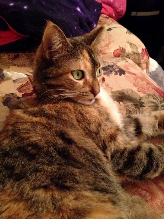 She Was Named Elsa Before We Knew How Much She Likes to Play with Ice Cubes.