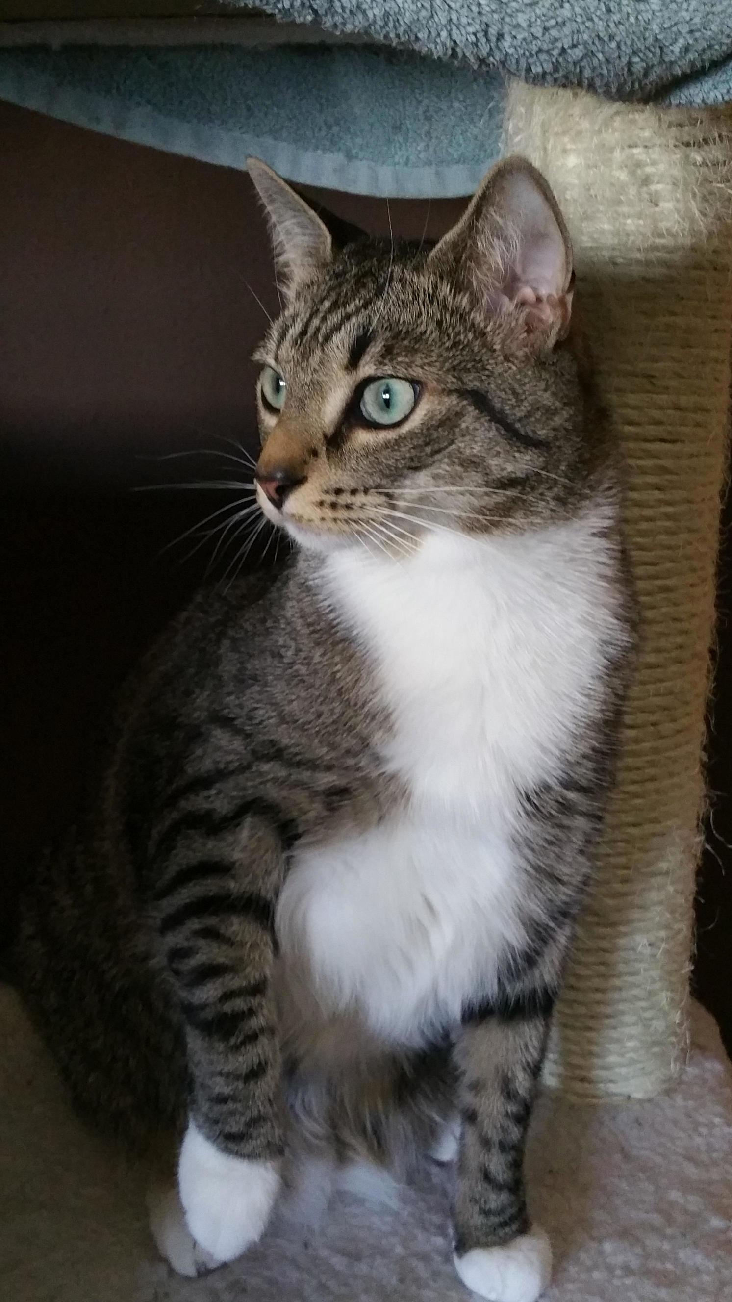 Sherman. My Blue Eyed Monster. My Model Cat. My Social Butterfly.