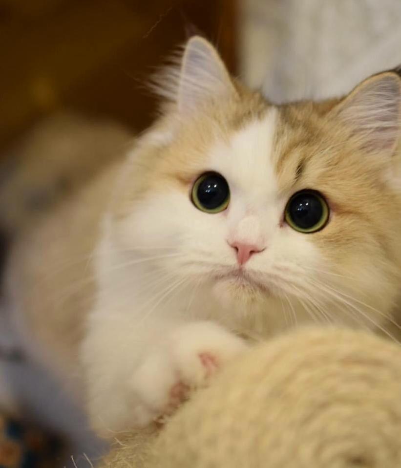 Shes Absolutely Purrrfect.
