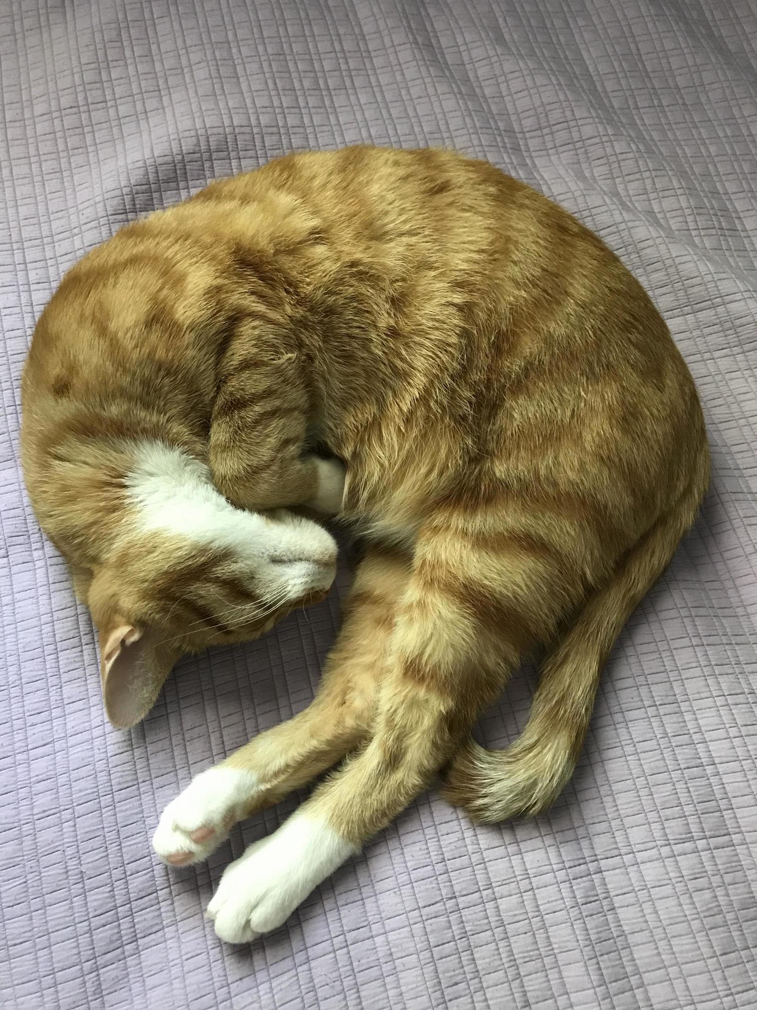 Shrimpcat