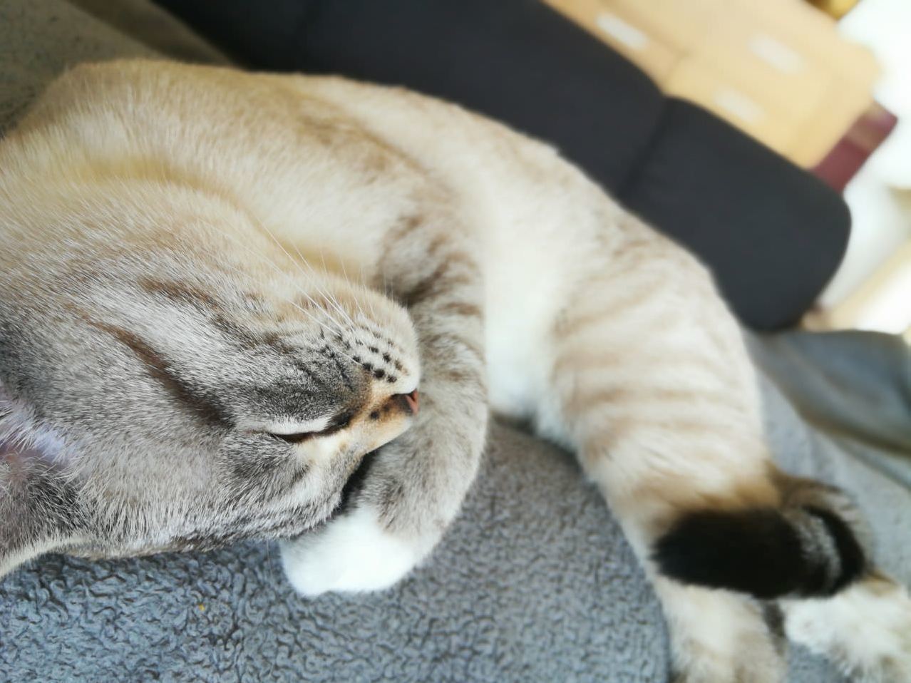 Sleepy Day