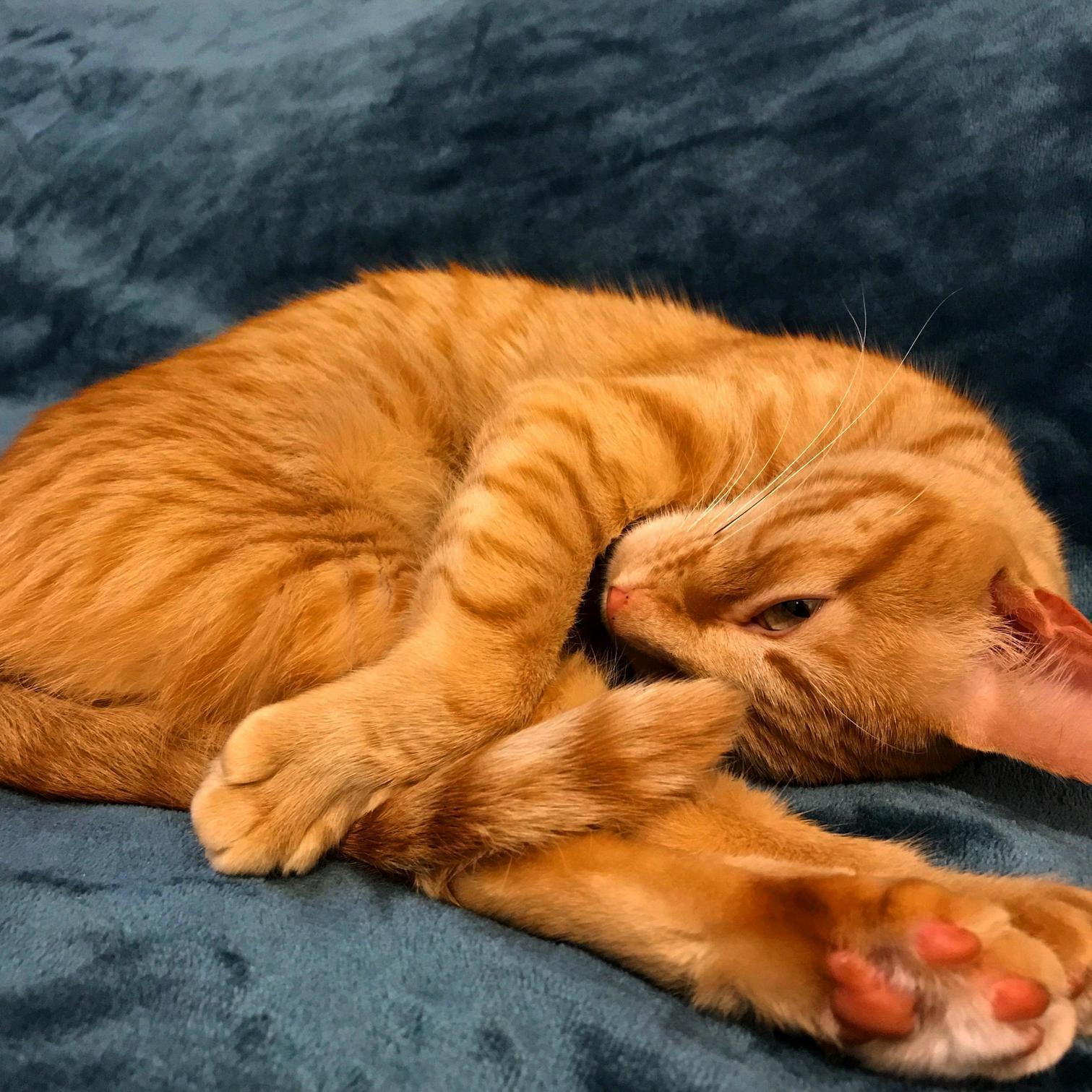 Sleepy Kitty (Bonus Toe Beans)