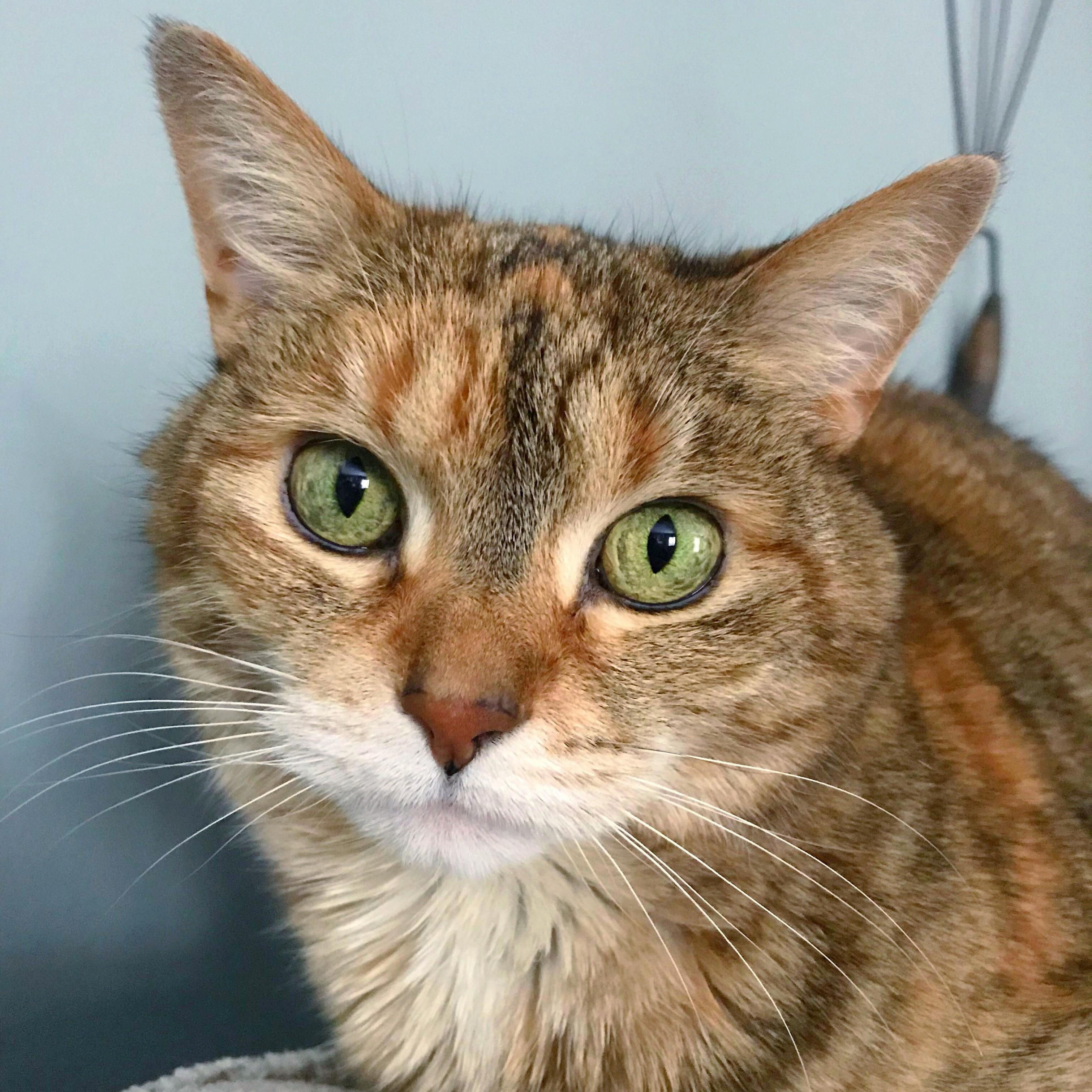 Sloopy Cat Is a Very Good Cat. Shes a Very Good Cat Indeed.