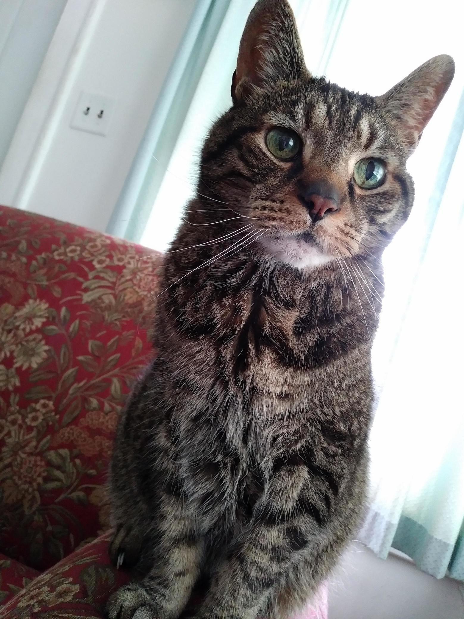 Snapped This Majestic Photo of My Kitty, Tuffy.