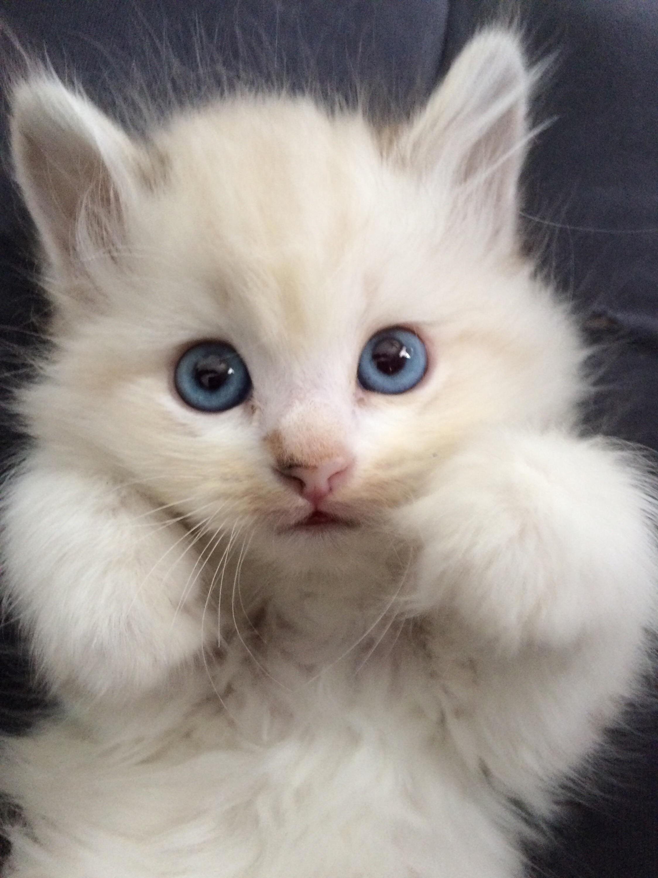 Snowy Likes Being Indoors, Not Out in Snow.