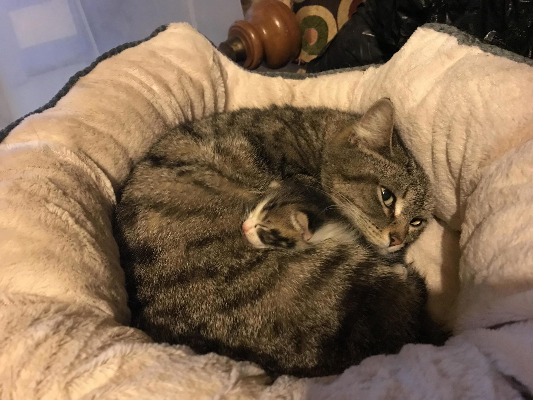 Snowy, One of the Cats in My Alleyway, and Her New Kitten!
