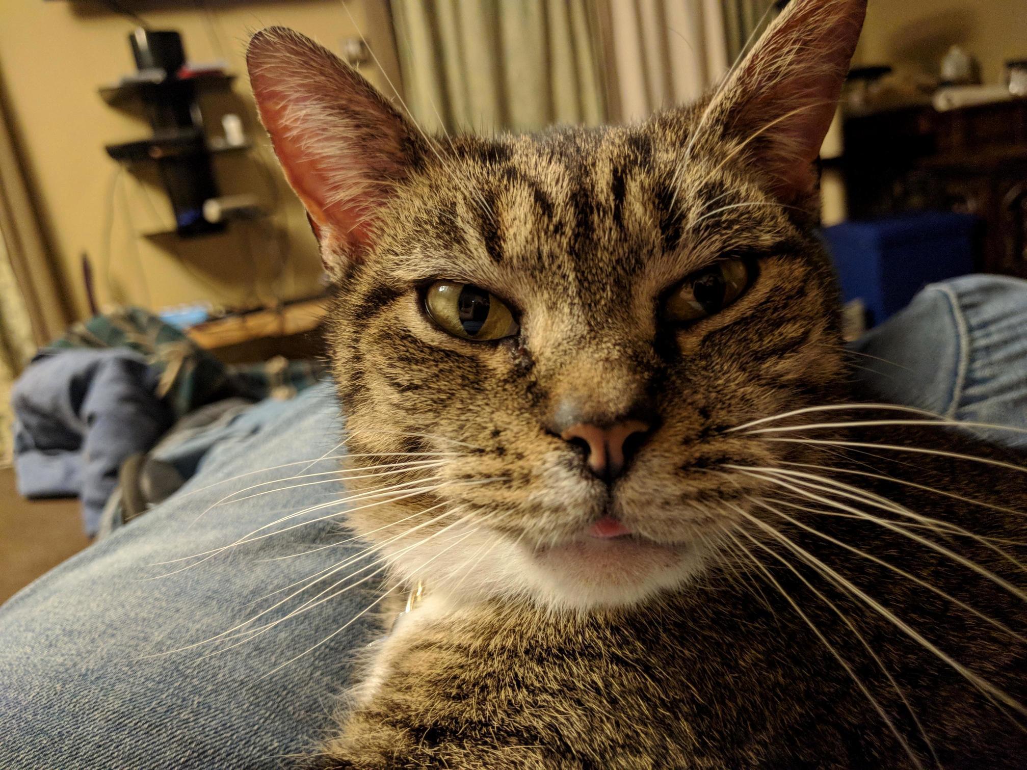 So Adorable with Her Grumpy Blep.