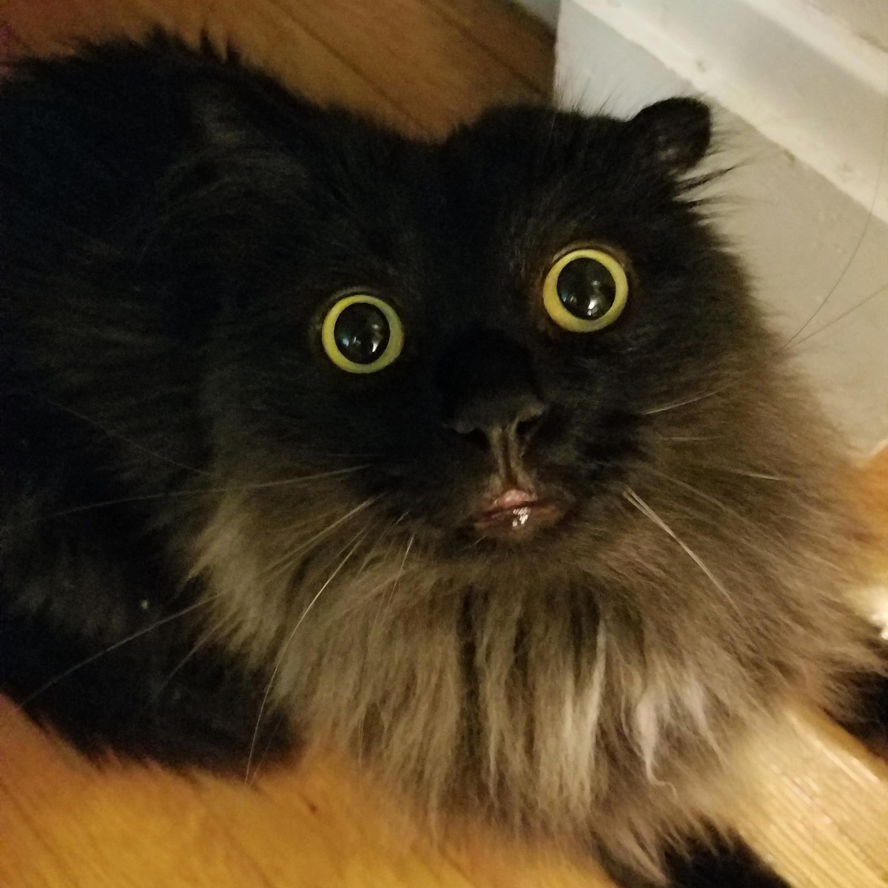 Some Cats Have Seen Too Much.
