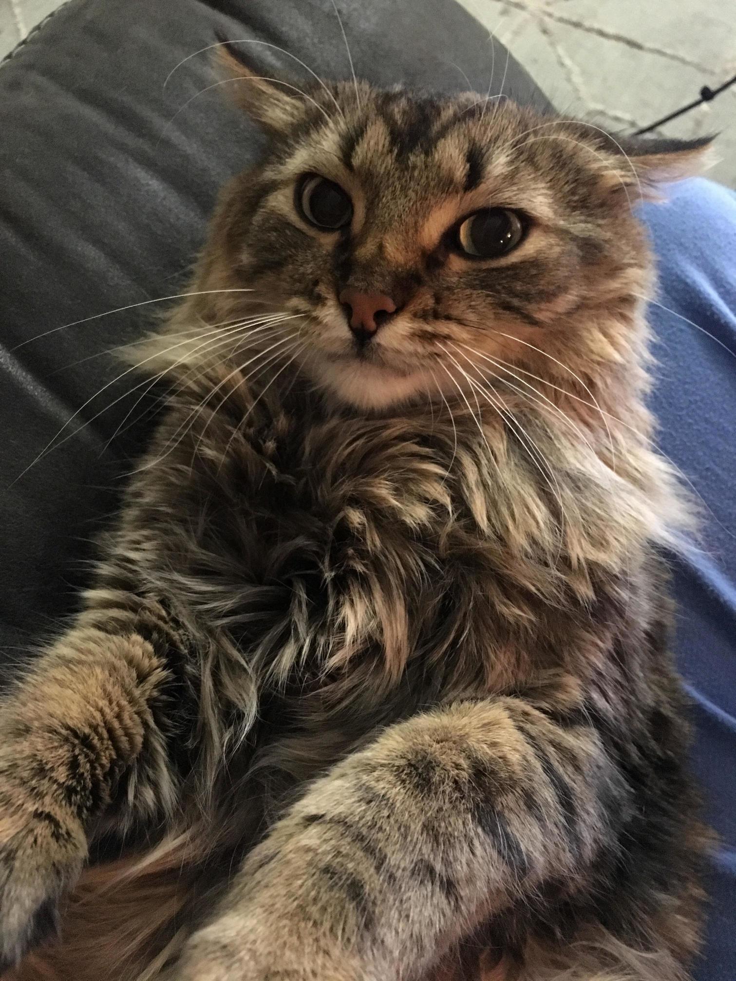 Someone Was Saying Cats Are Angry Because Theyre Killing Machines and We Keep Picking Them Up and Kissing Them Because They Only Weight 8lbs...my Cats Feeling That Right Now