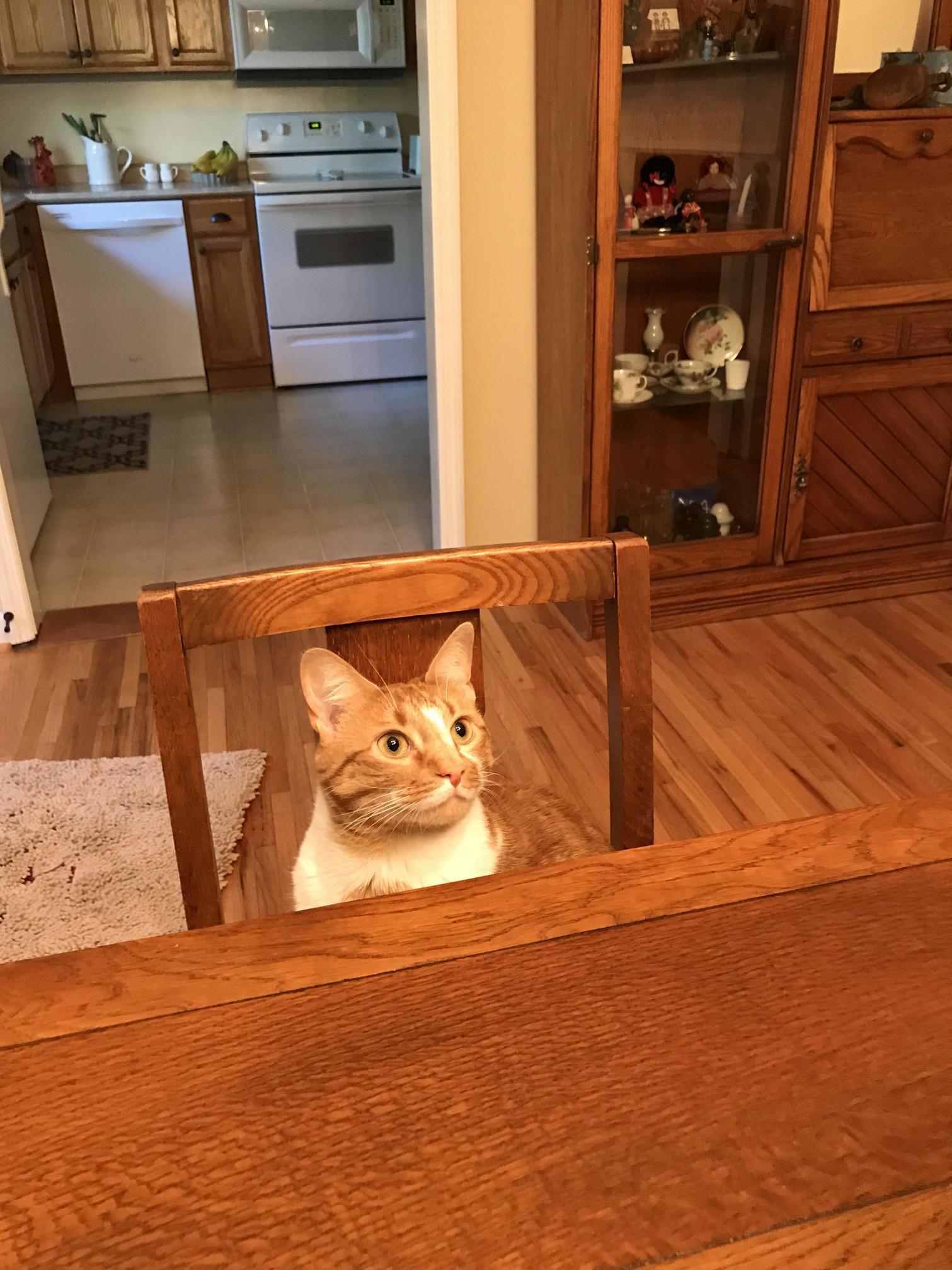 Someones Ready for Dinner