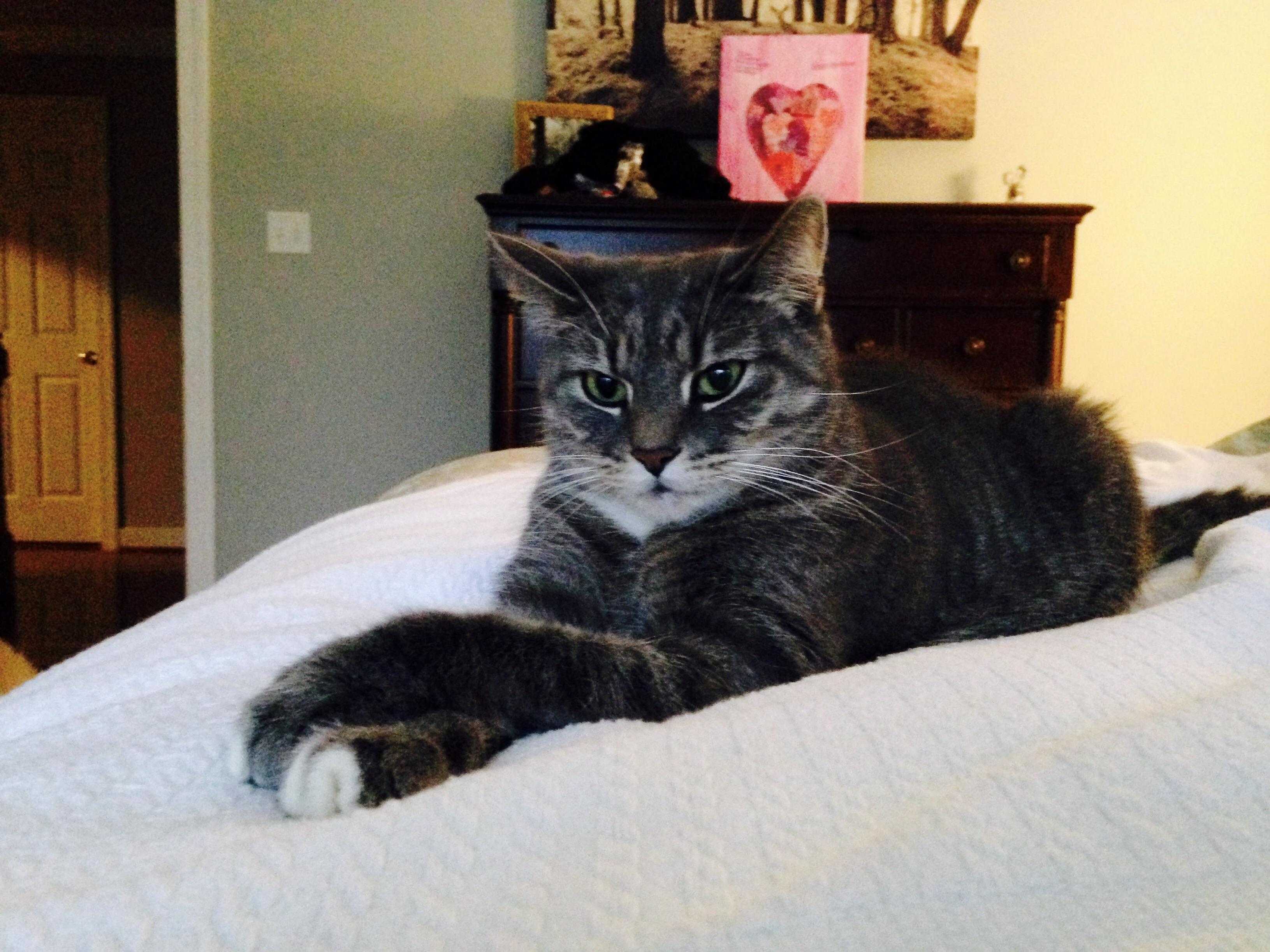 Speaking of Office Cats...