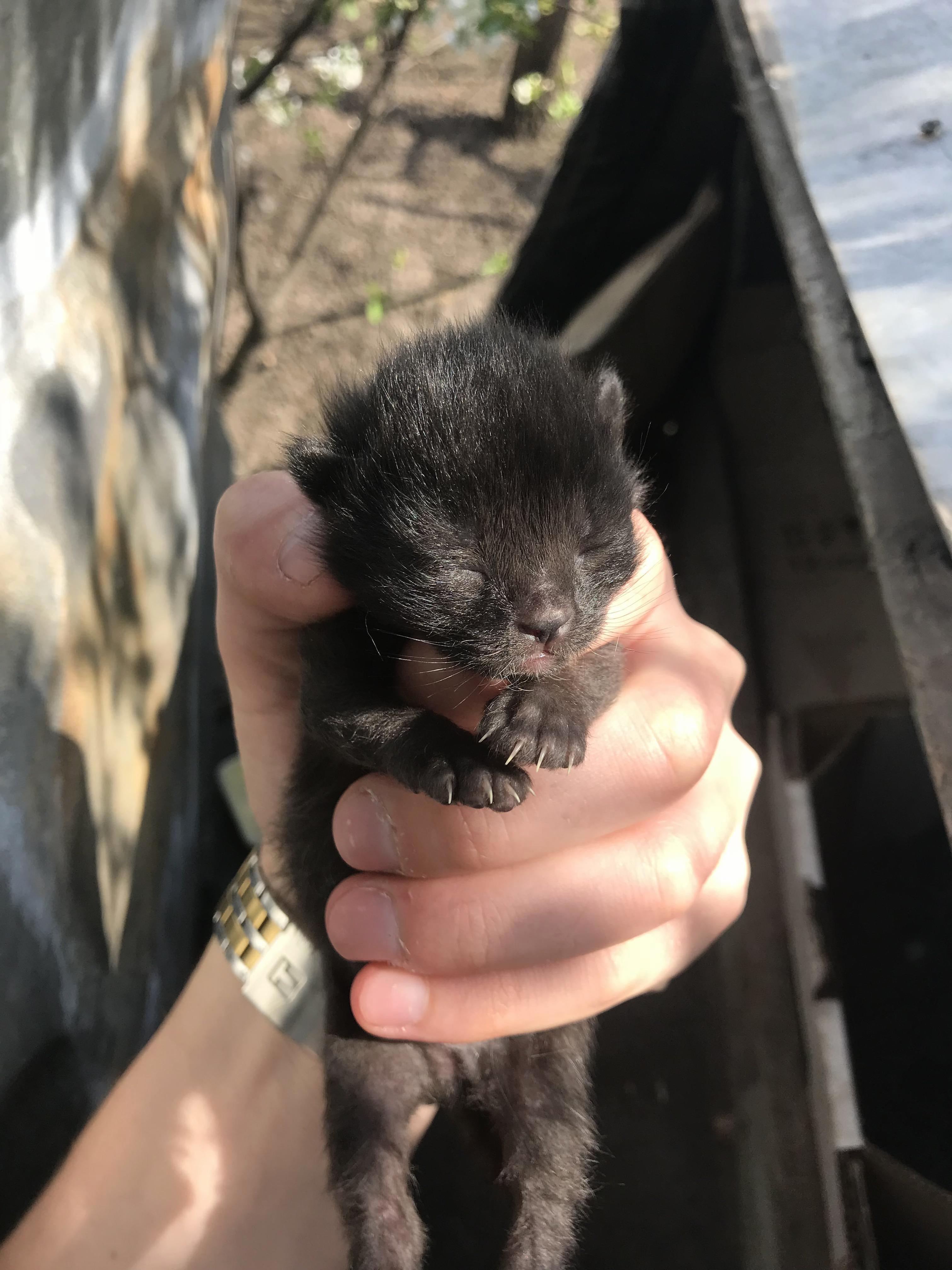 Spring Kitten