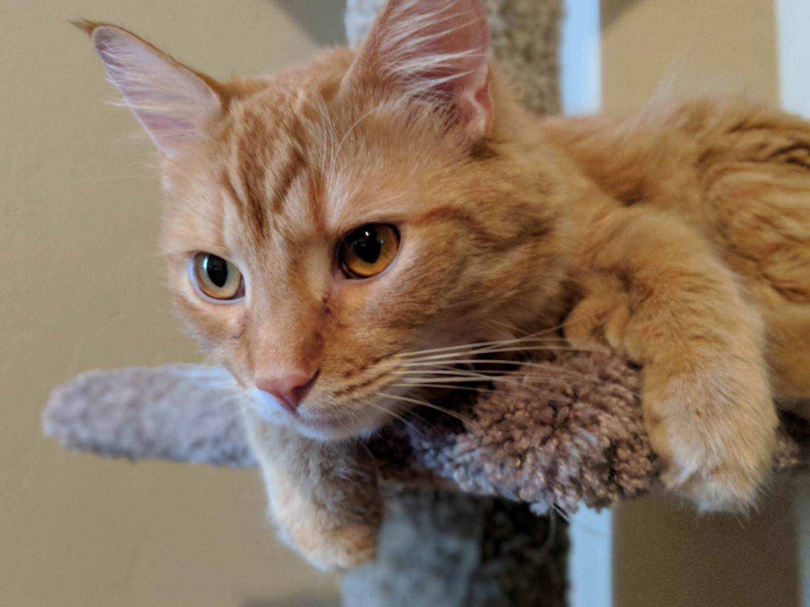 Such a Majestic Boy!