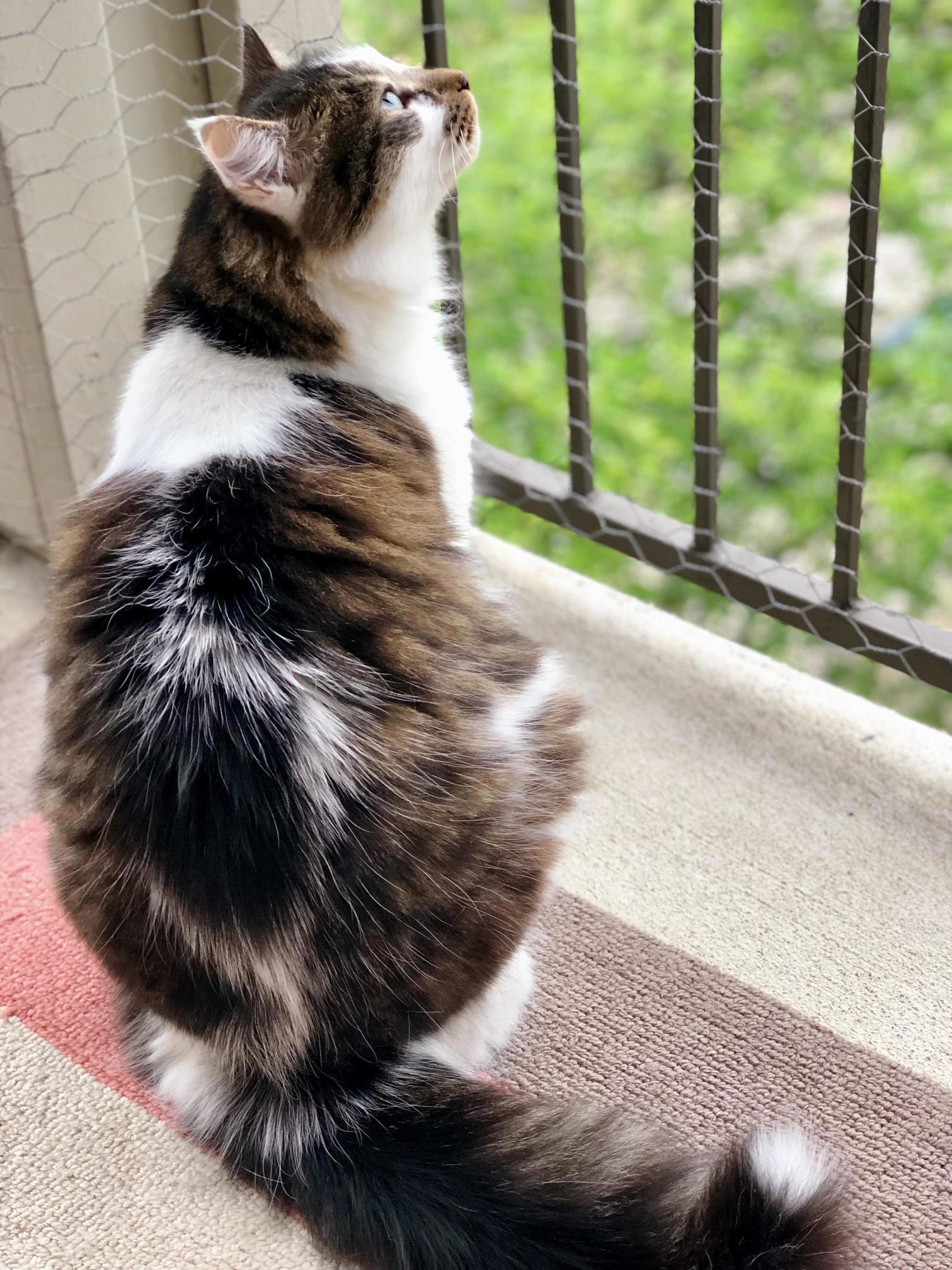 Sunny Looking at a Bird or Something.