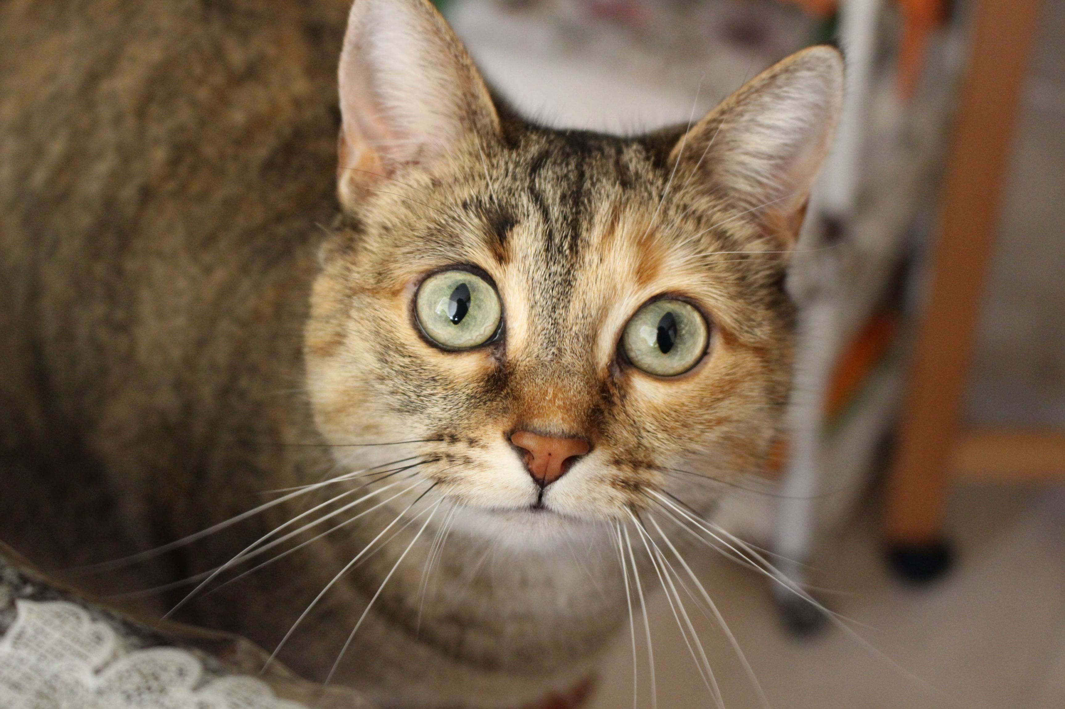 Suri Has a Little Beauty Mark on Her Nose
