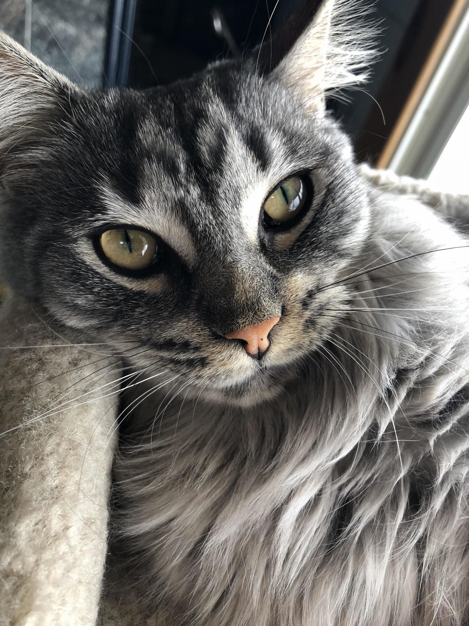 Tc. Tomcat. Mr. T One Gorgeous Maine Coon Baby! He Belongs to My Mother and I Am Sooooo Jelly.