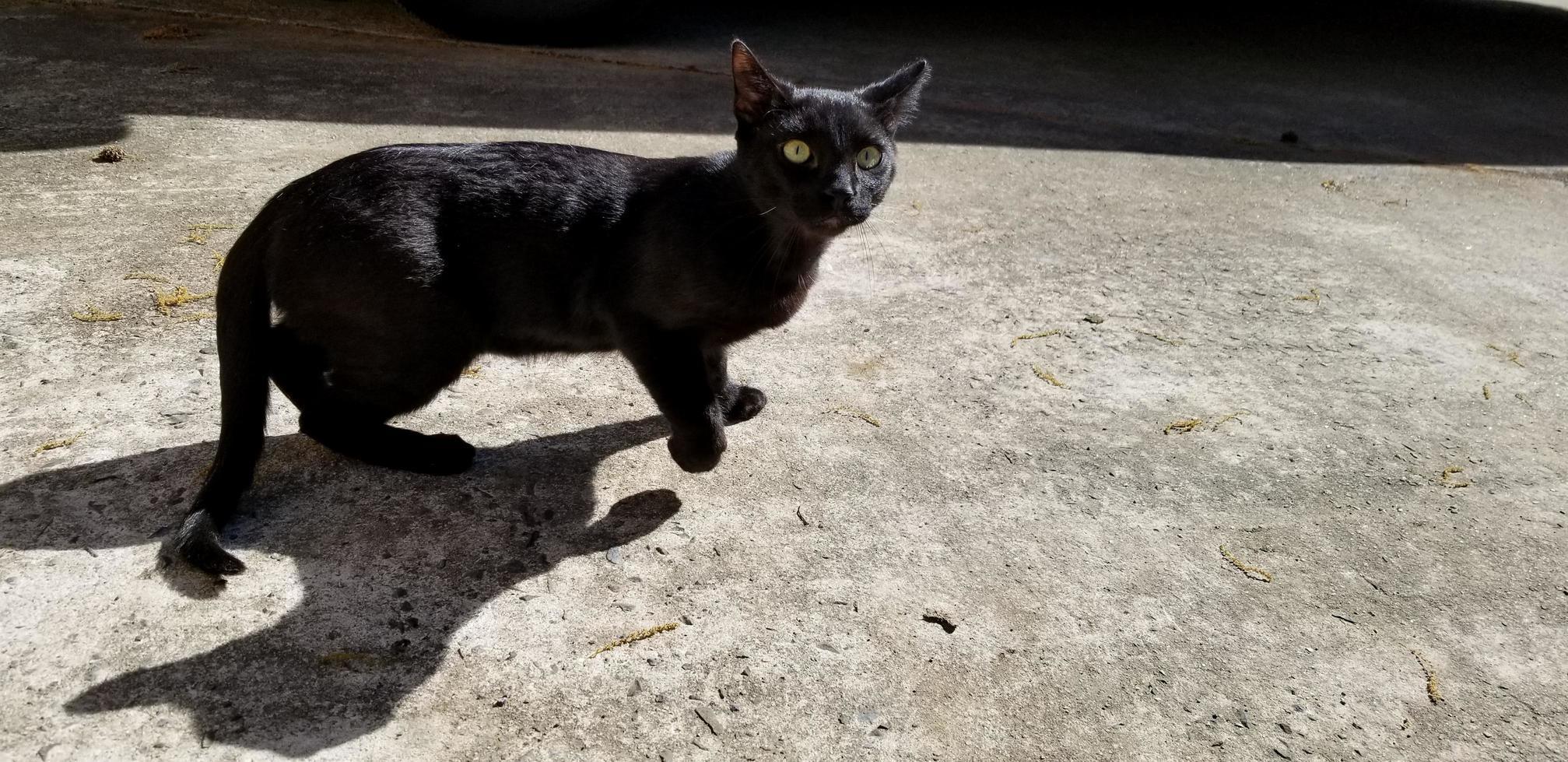 That Cat Shadow