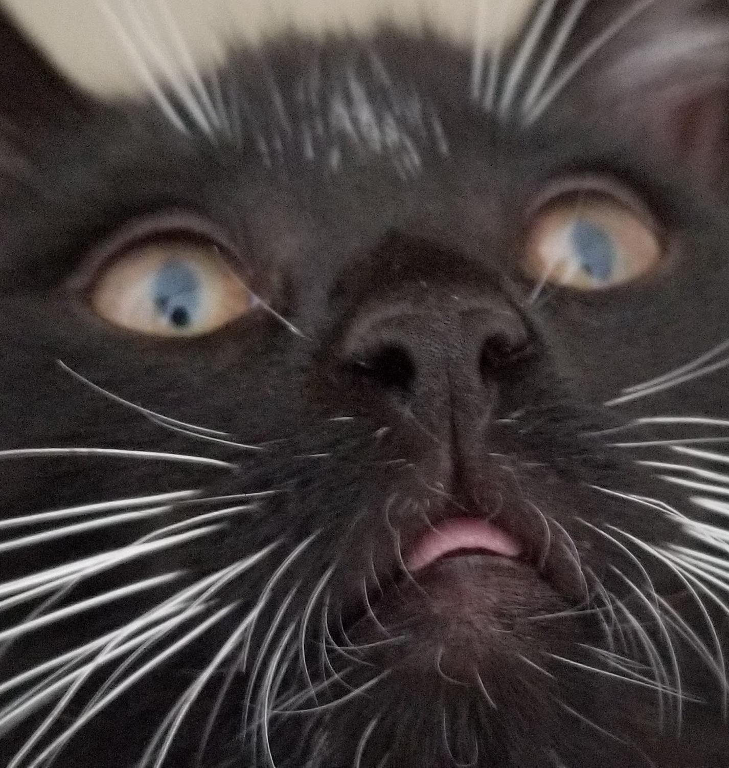 The Derpest Blep Ever.