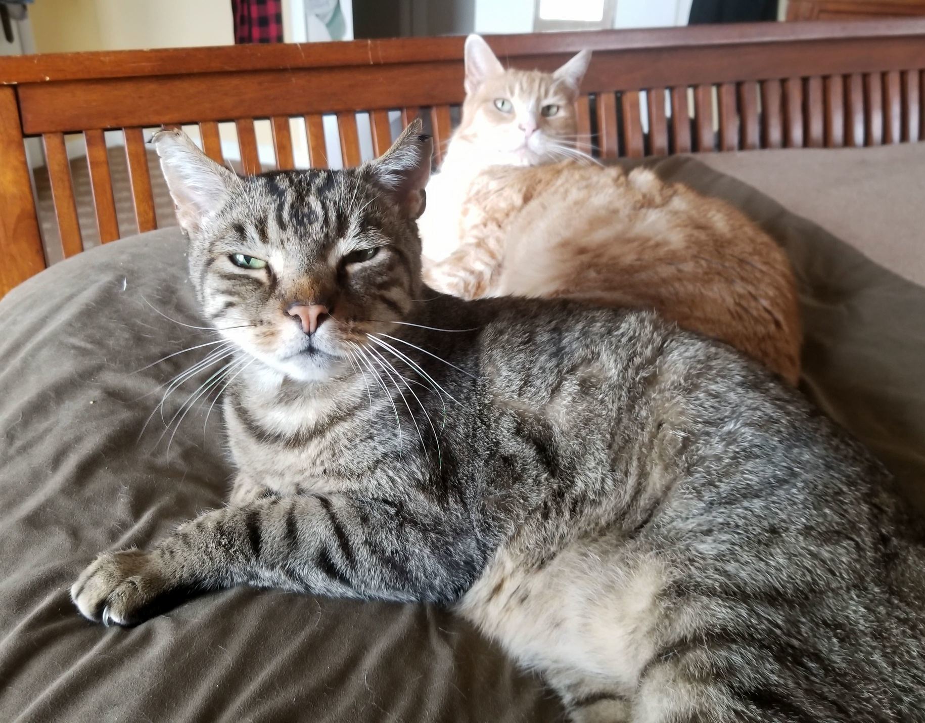 The Look I Get from Bandit When I Wake Him from a Nap with No Treats to Offer