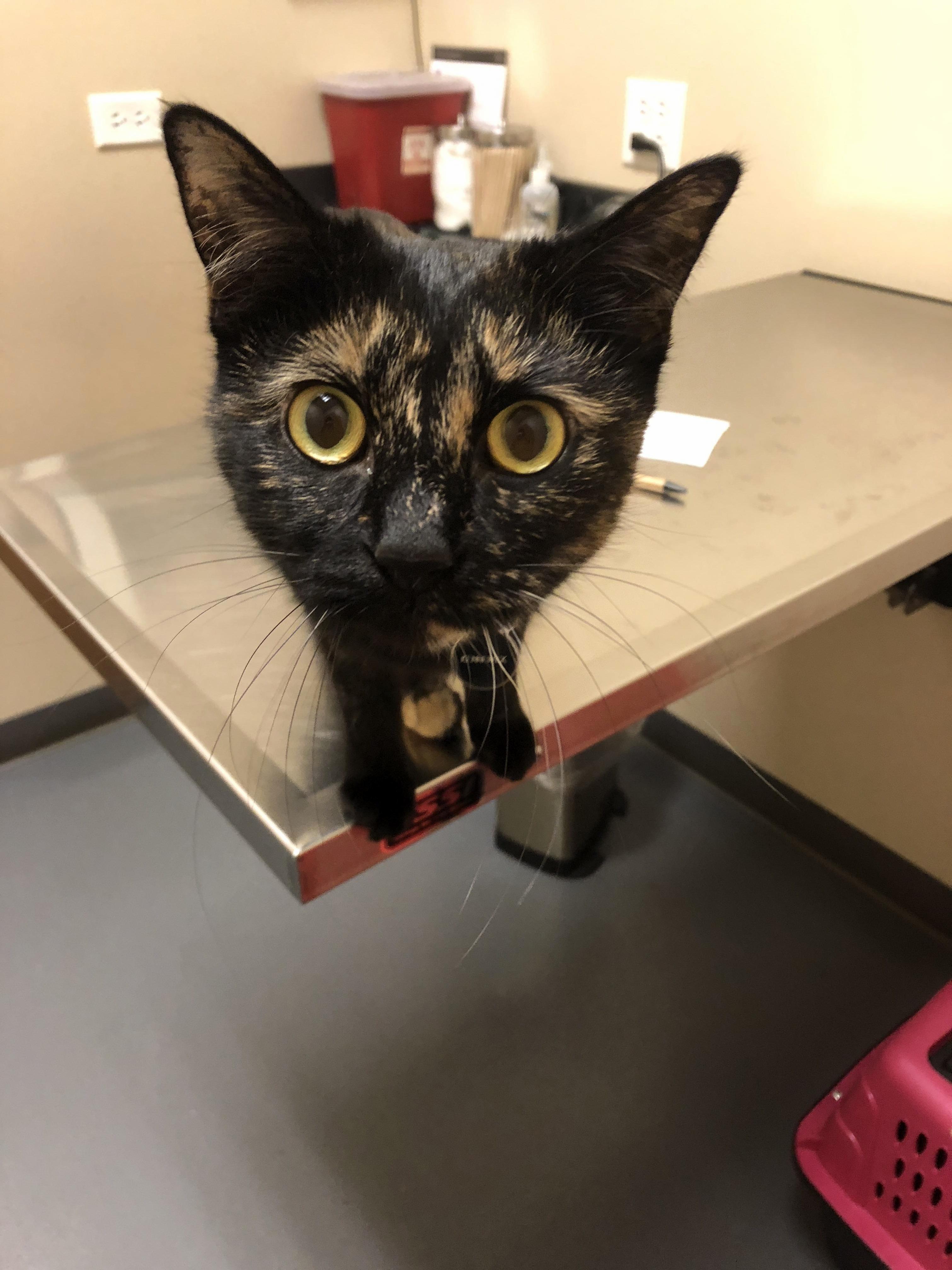 The Look of Pure Betrayal Your Cat Gives You at the Vet