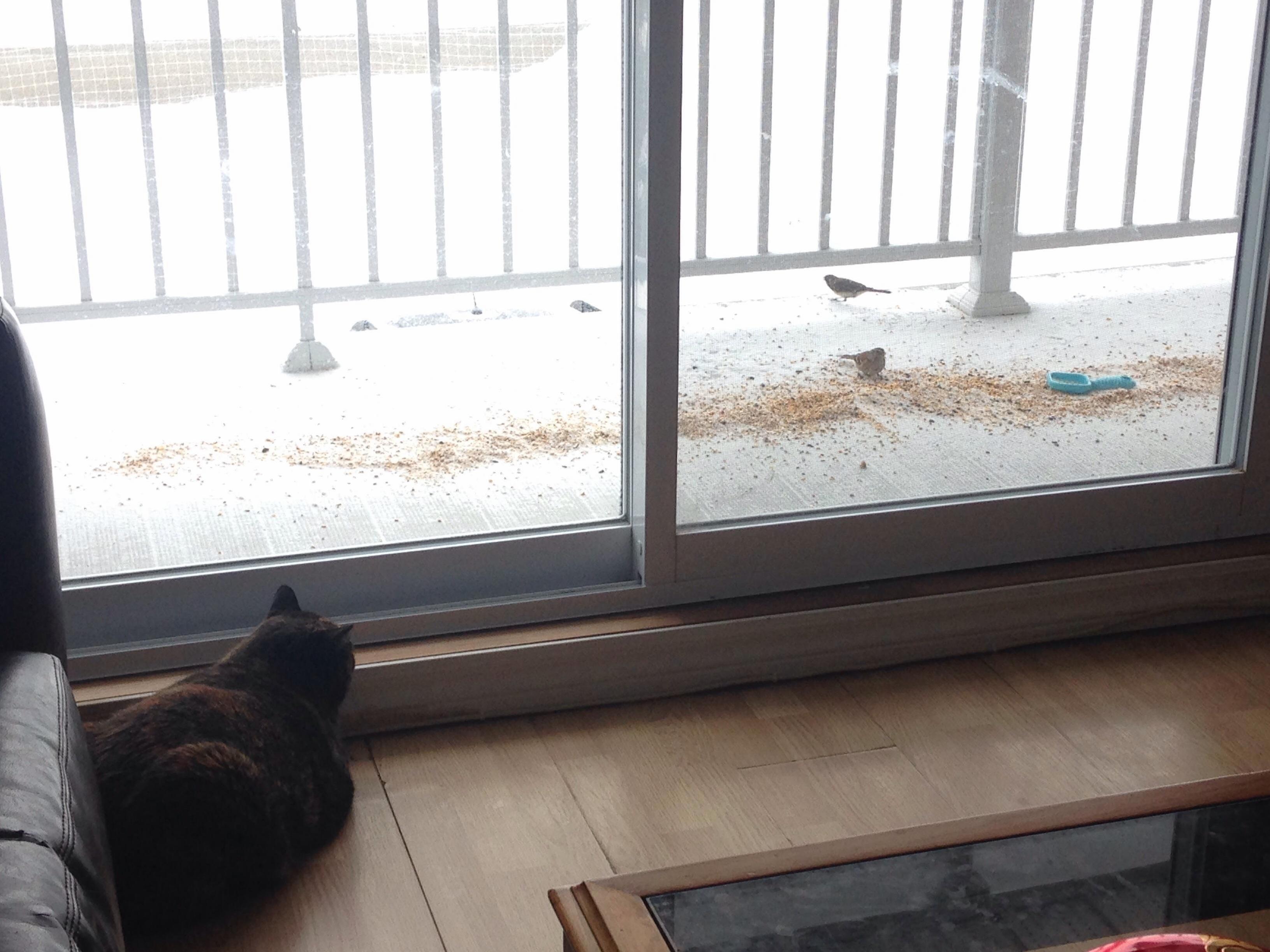 The Mighty Hunter Surveilles Her Prey