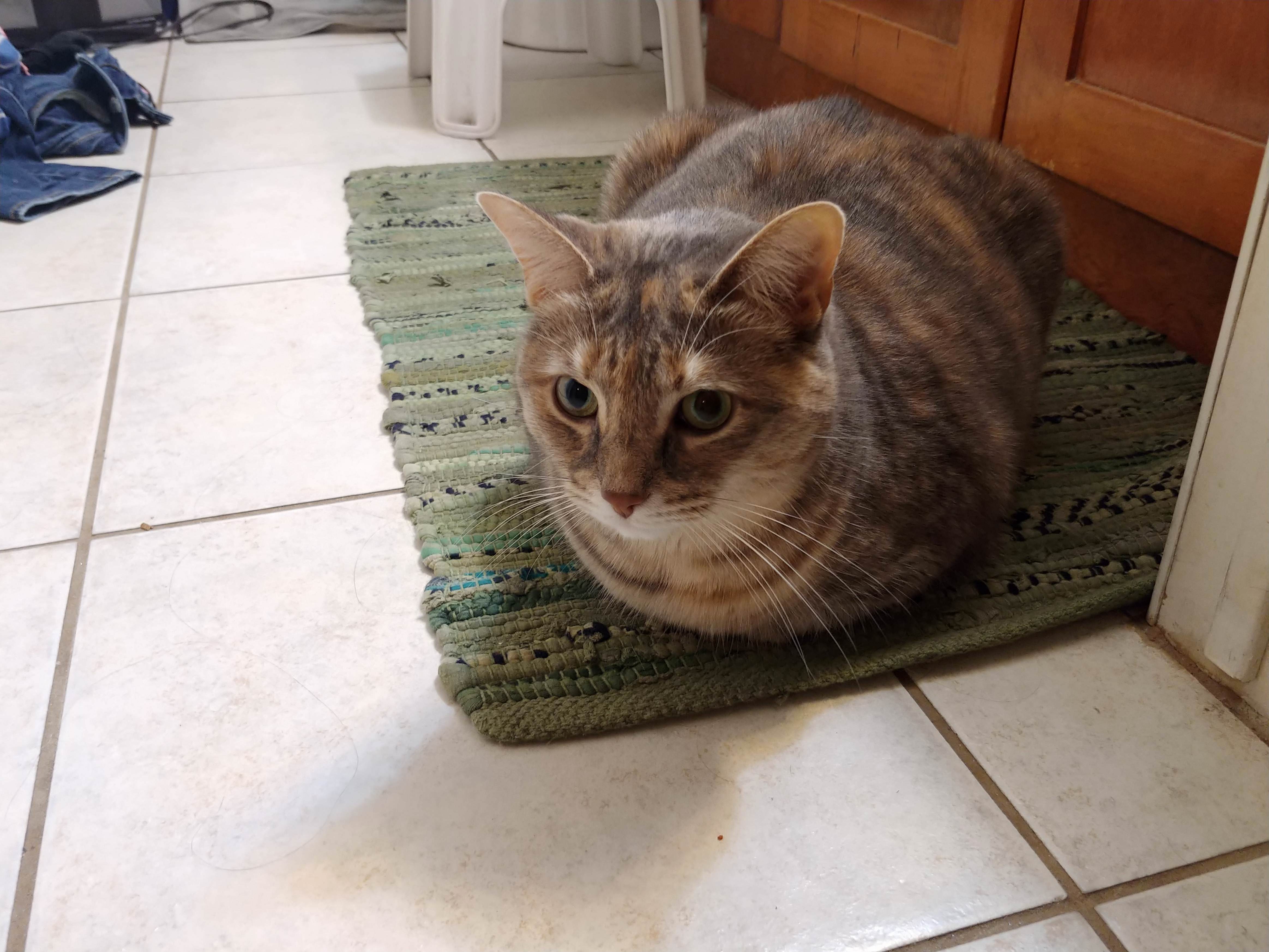 The Motherloaf Has Landed