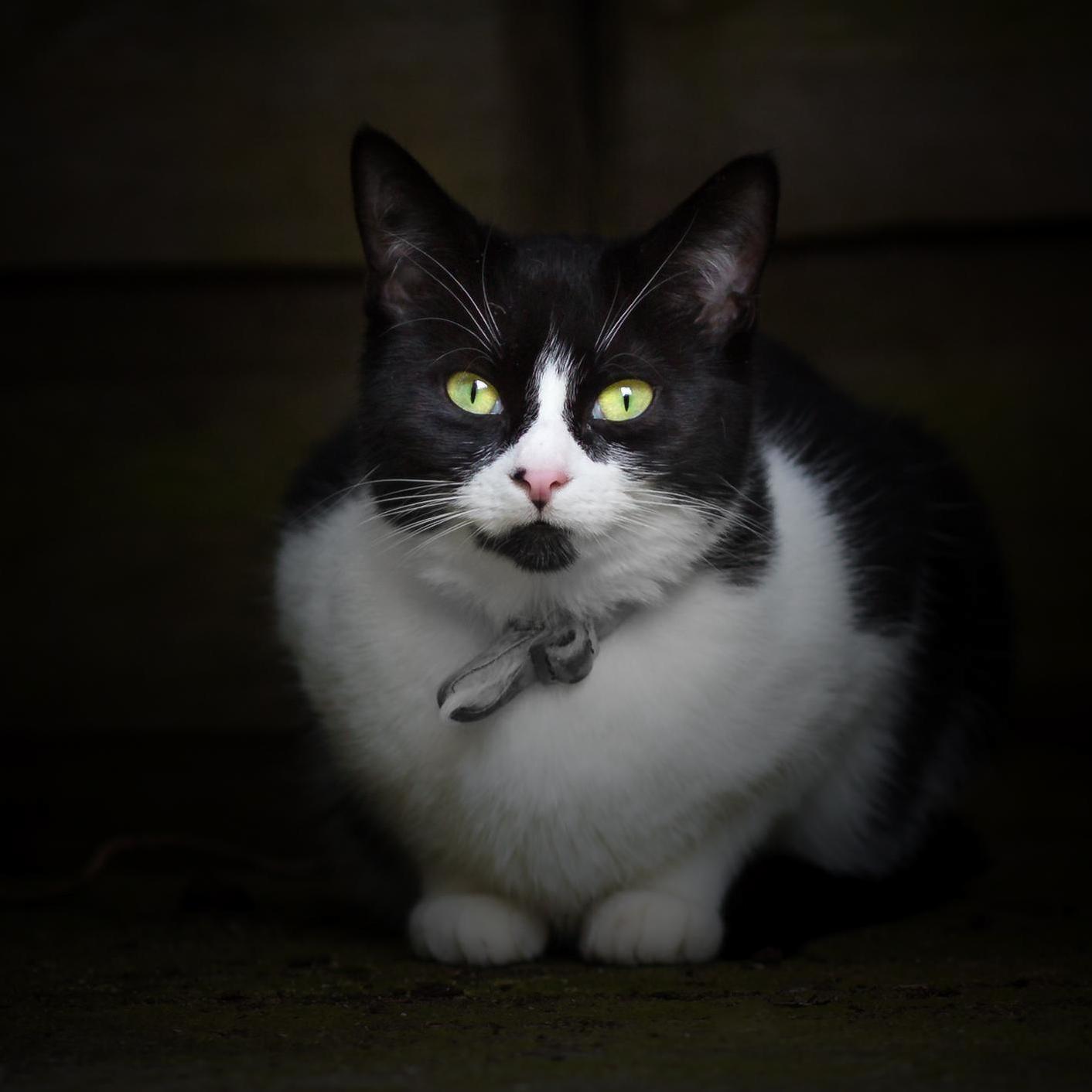 The Neighbours Cat Likes Hiding Under Our Garden Bench.
