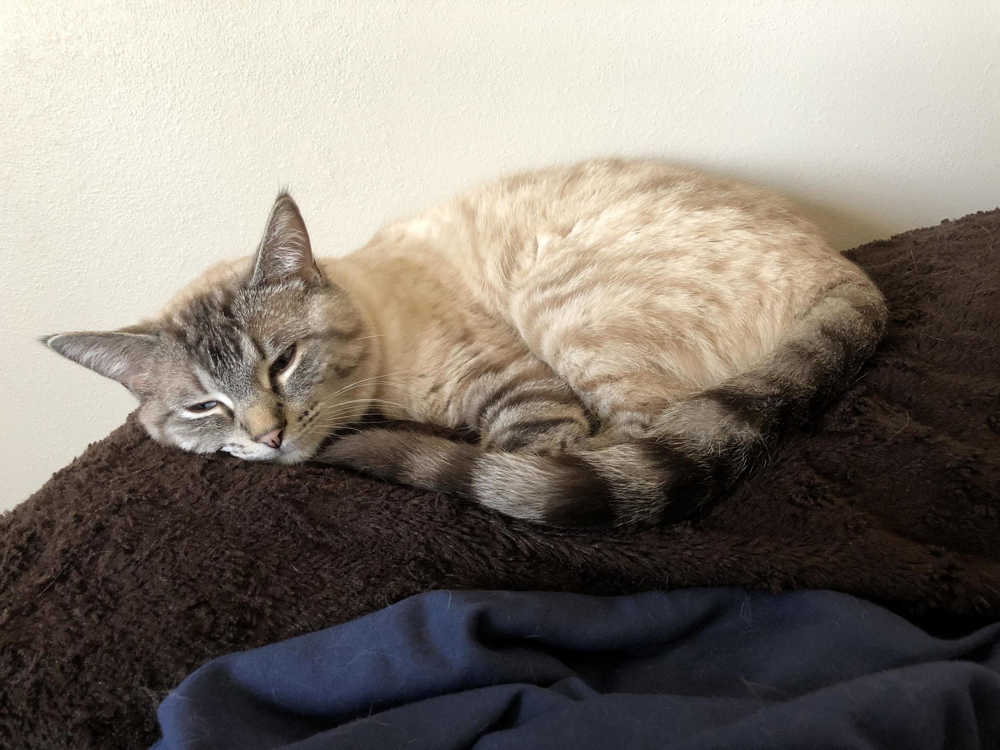 The Prettiest Cat Ive Ever Had, I Love His Markings