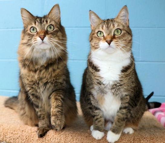 These Sisters Have Almost the Same Coloring Except One Is Longhair and the Other Is Shorthair