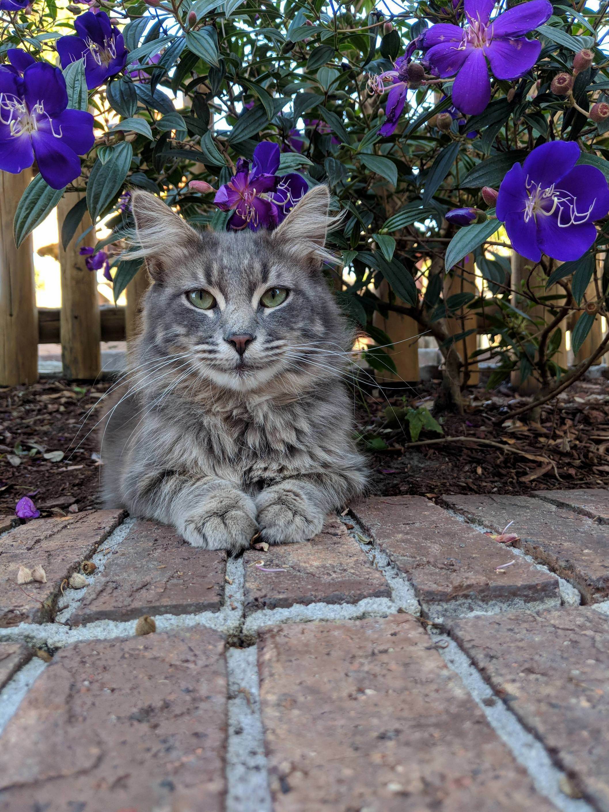 This Beautiful Boy Was a Local at the Mini Golf Course.