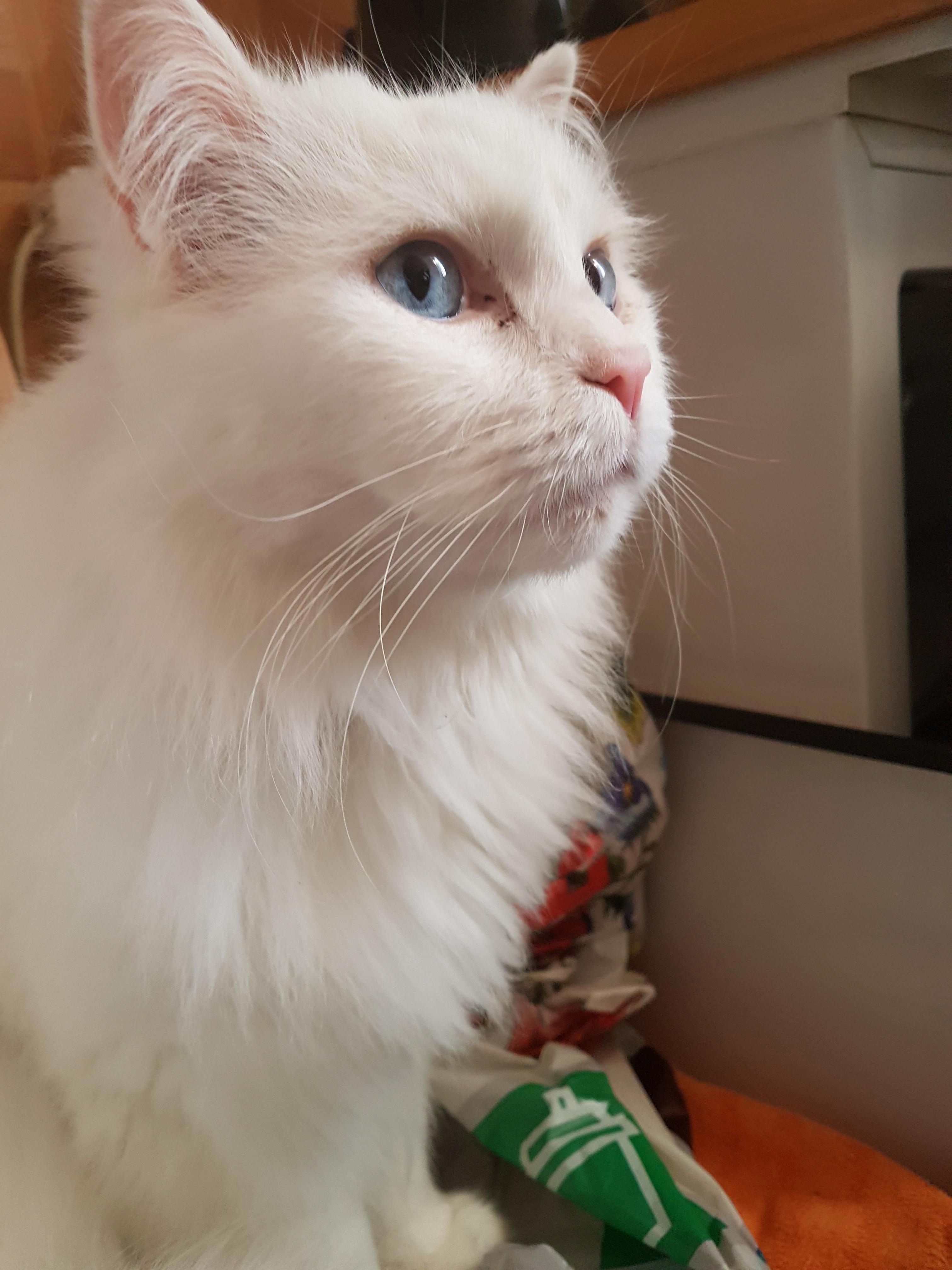 This Beauty of My Friend