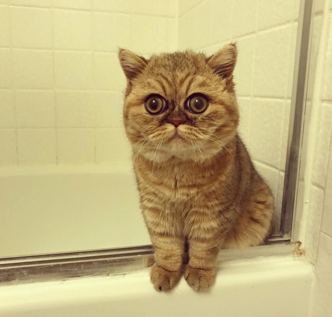 This Cat Has Seen Some Things