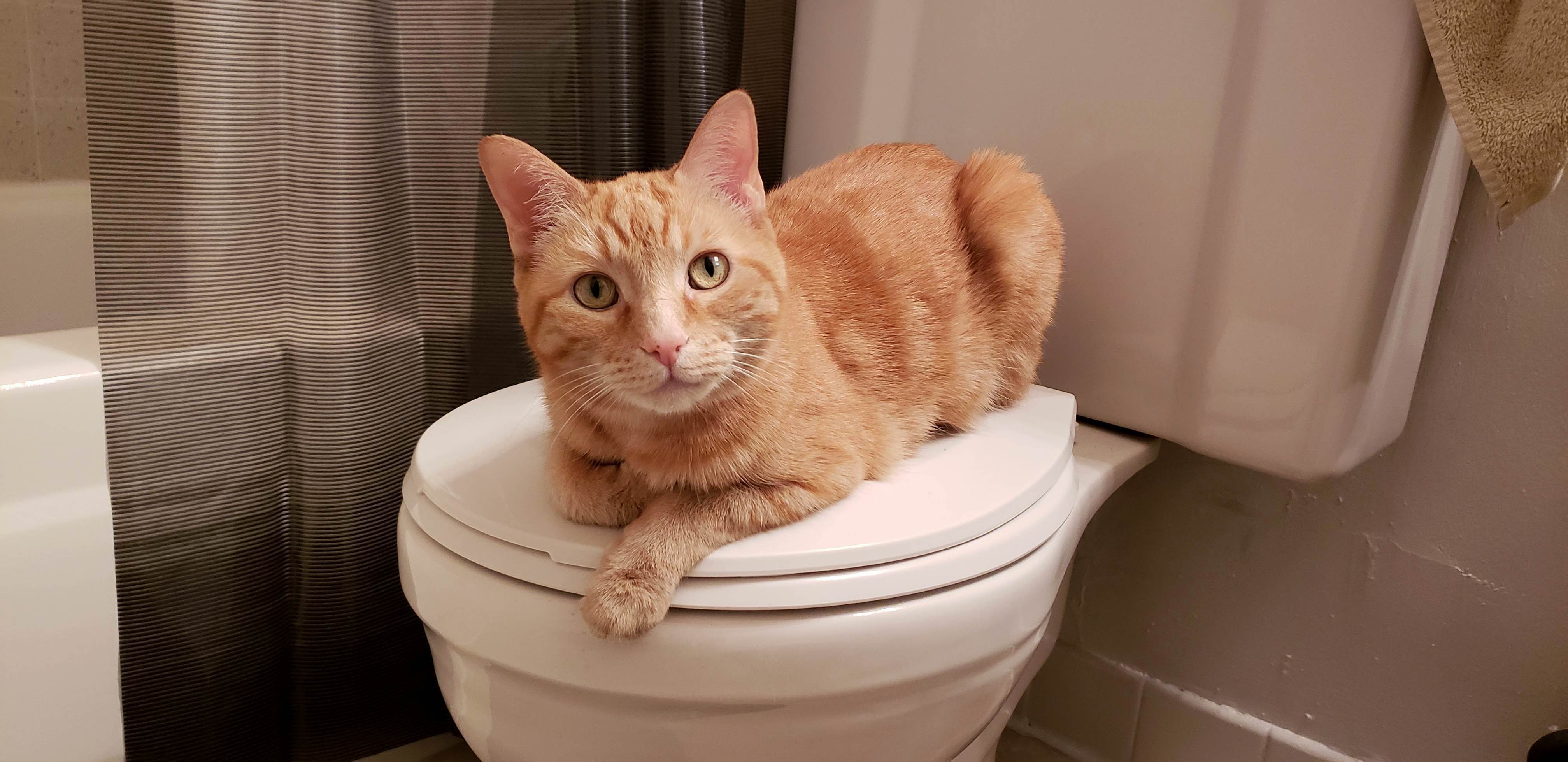 This Cutie Needed a Home So I Gladly Took Her in