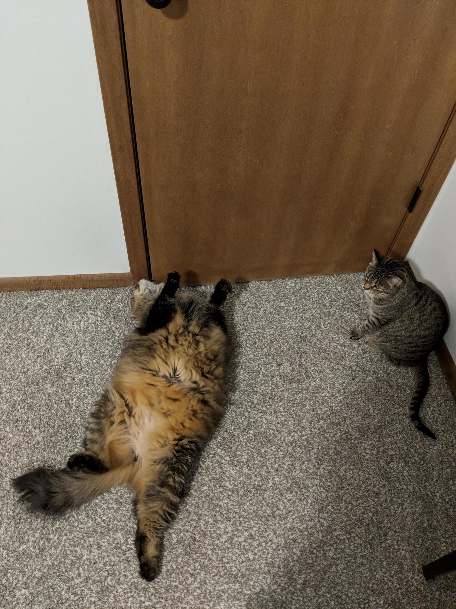 This Door Thing Perplexes Him