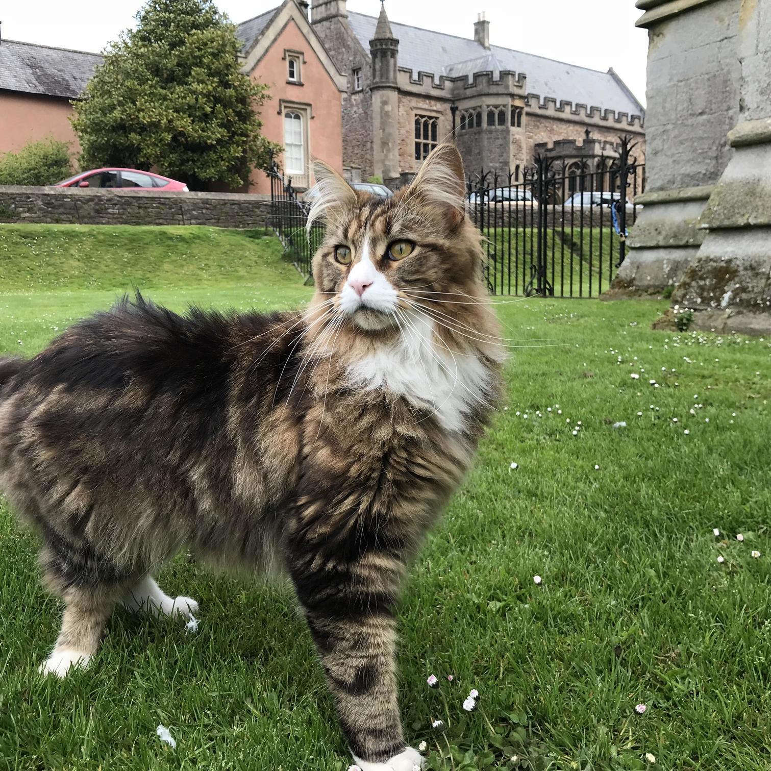 This Guy Took a Break from Stalking Pigeons in the Grounds of Wells Cathedral to Come and Have His Picture Taken