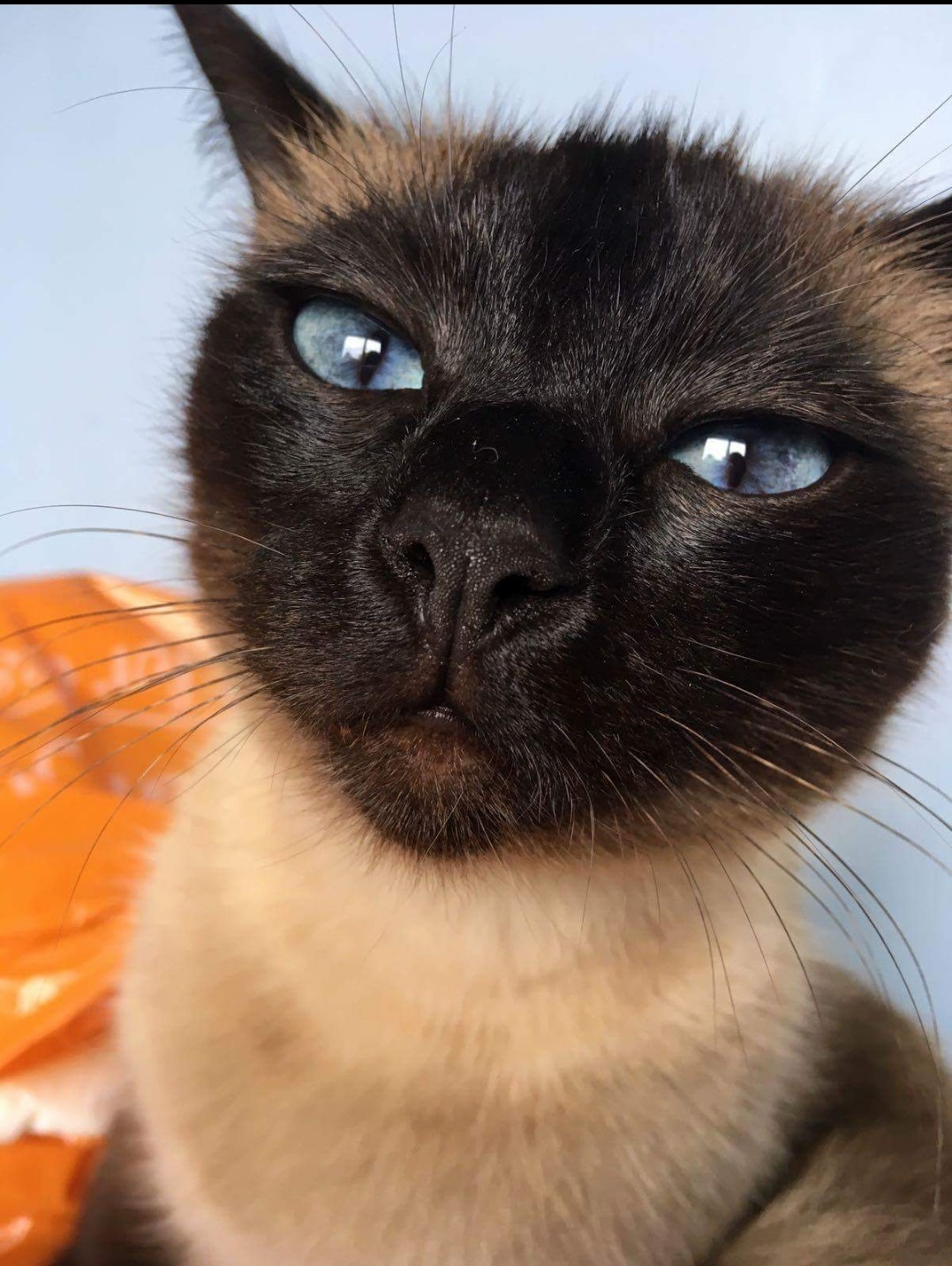 This Is Bella, One of Our Rescue Cats