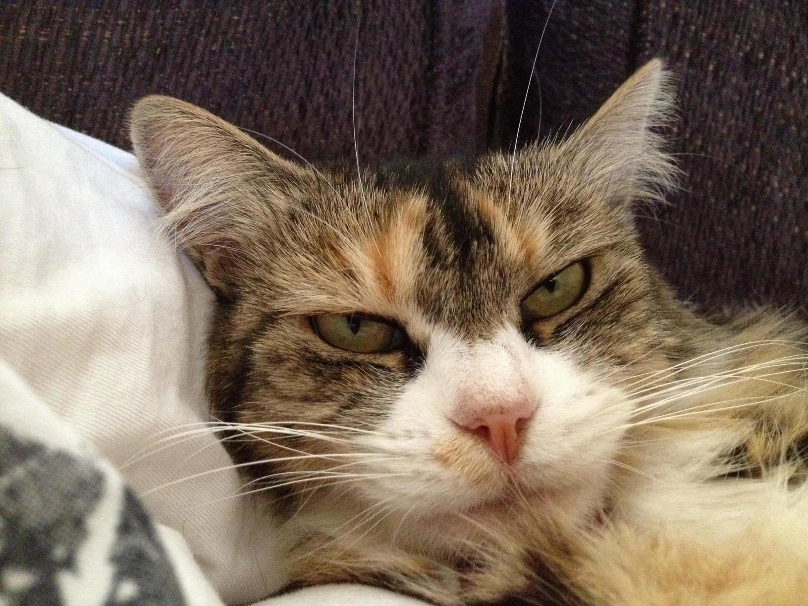 This Is Bella She Ran Away a Few Years Ago and I Havent Found Her, Probably Never Well. Whatever You Are I Hope Youre Living Happily.