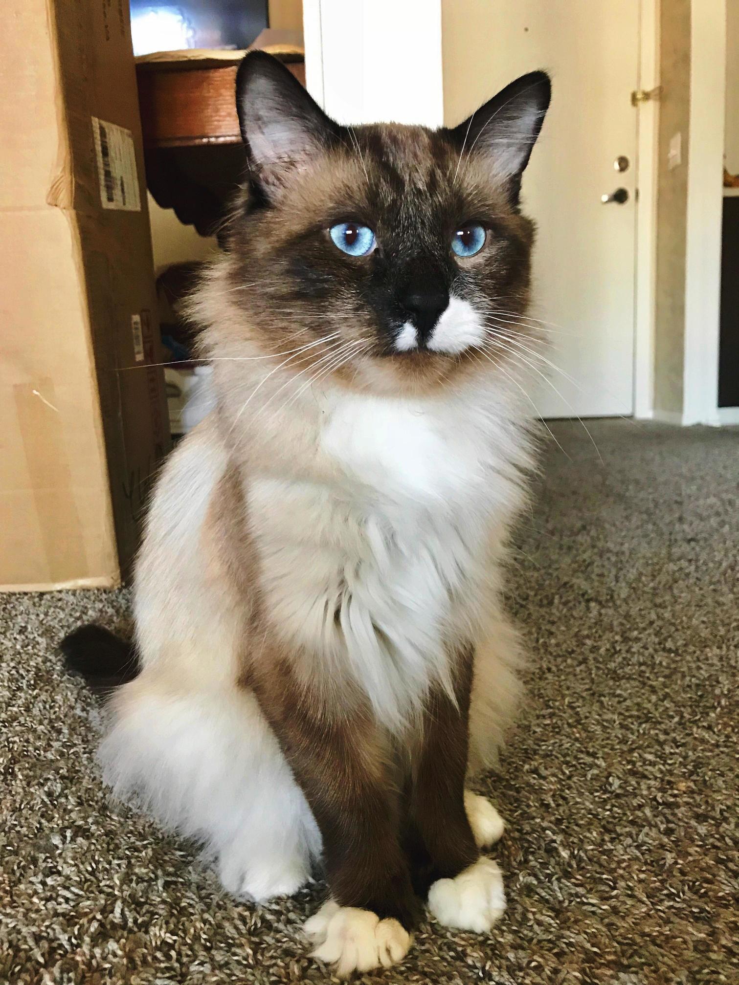 This Is Bones. He Was a Literal Bag of Bones When We Adopted Him, Now He Wont Stop Eating Our Goddamn Butter.