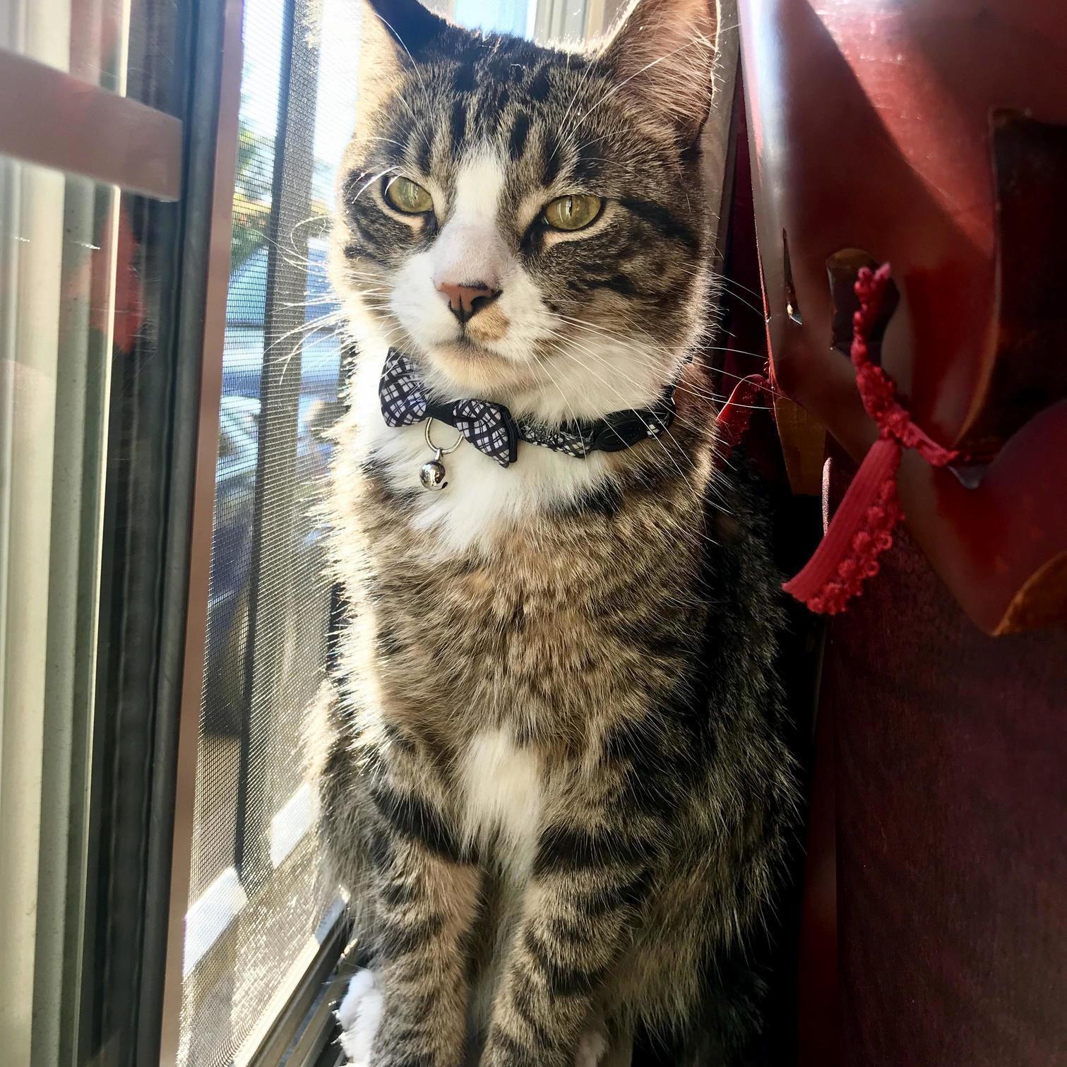 This Is Flash, Hes 1 Year Old Living Like a King and Loves Taking Pictures.