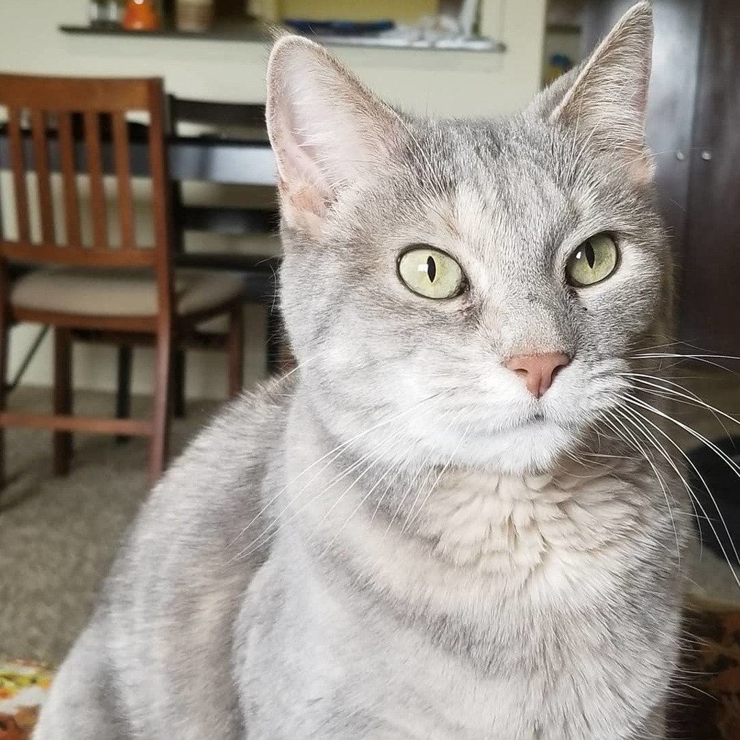 This Is Goober. She Likes Looking at the Birds Outside.