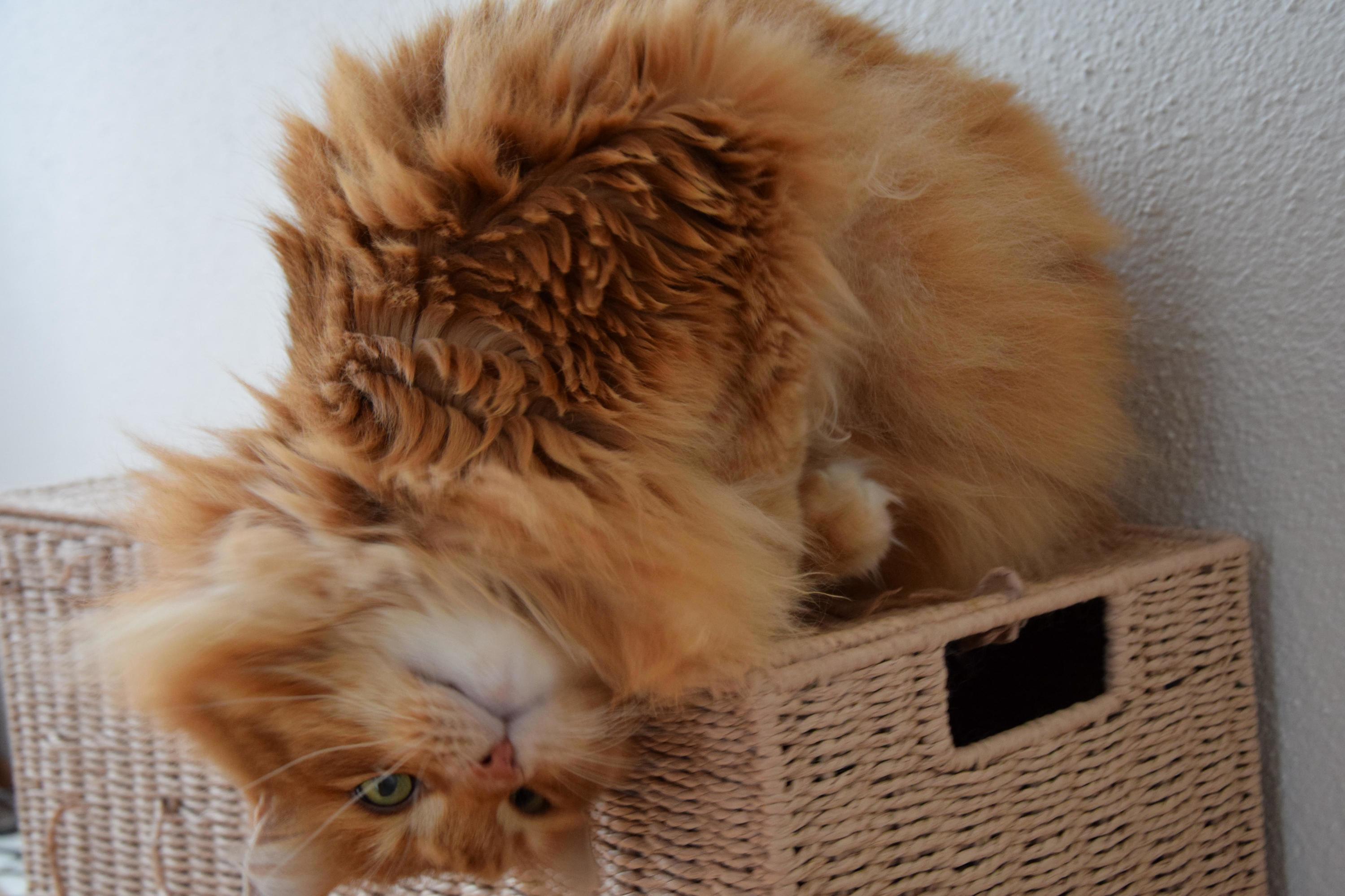 This Is Higgins, One of My Norwegian Forest Cats. Love His Posture in the Picture Xd