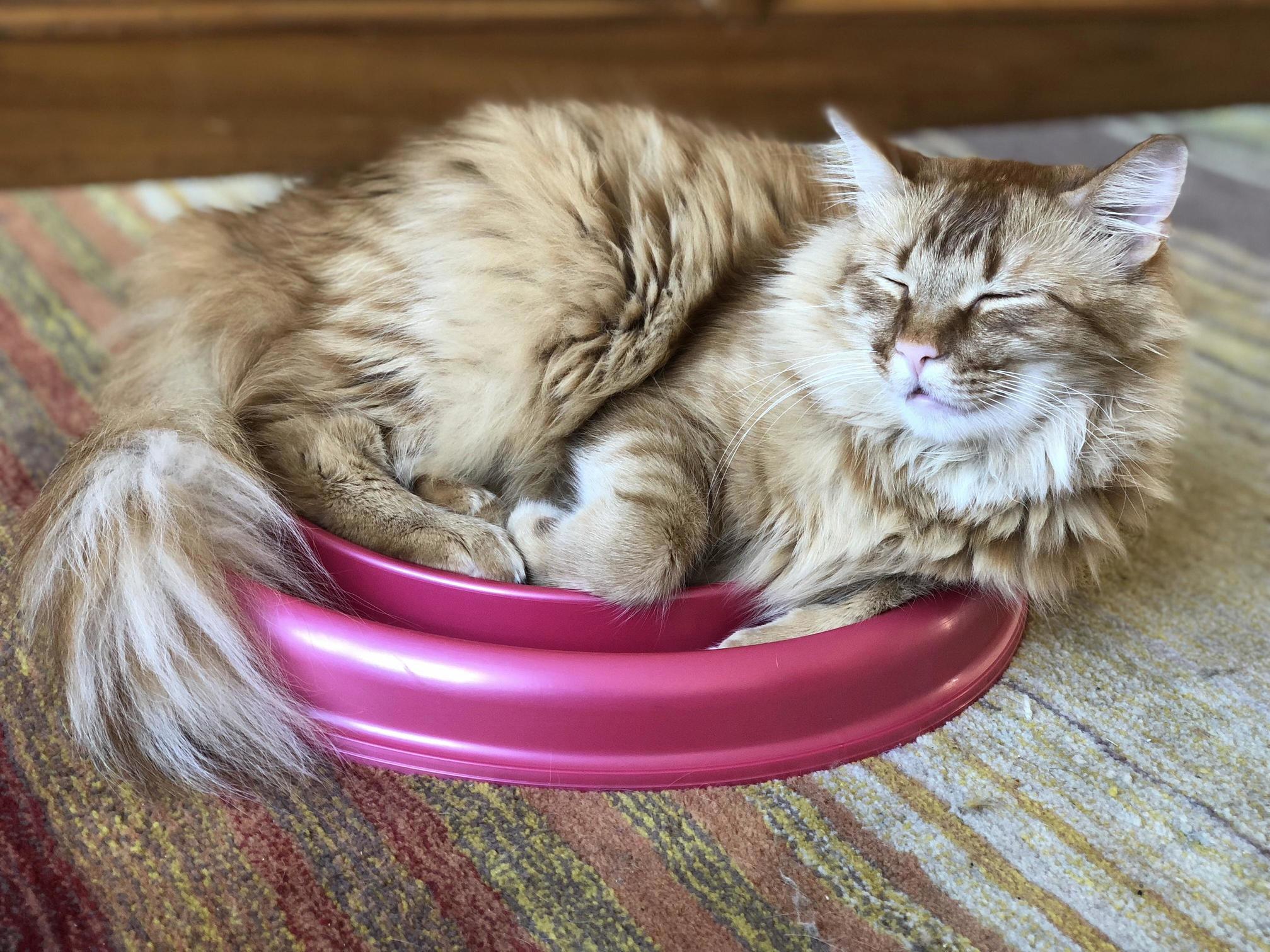 This Is How This Toy Works, Right