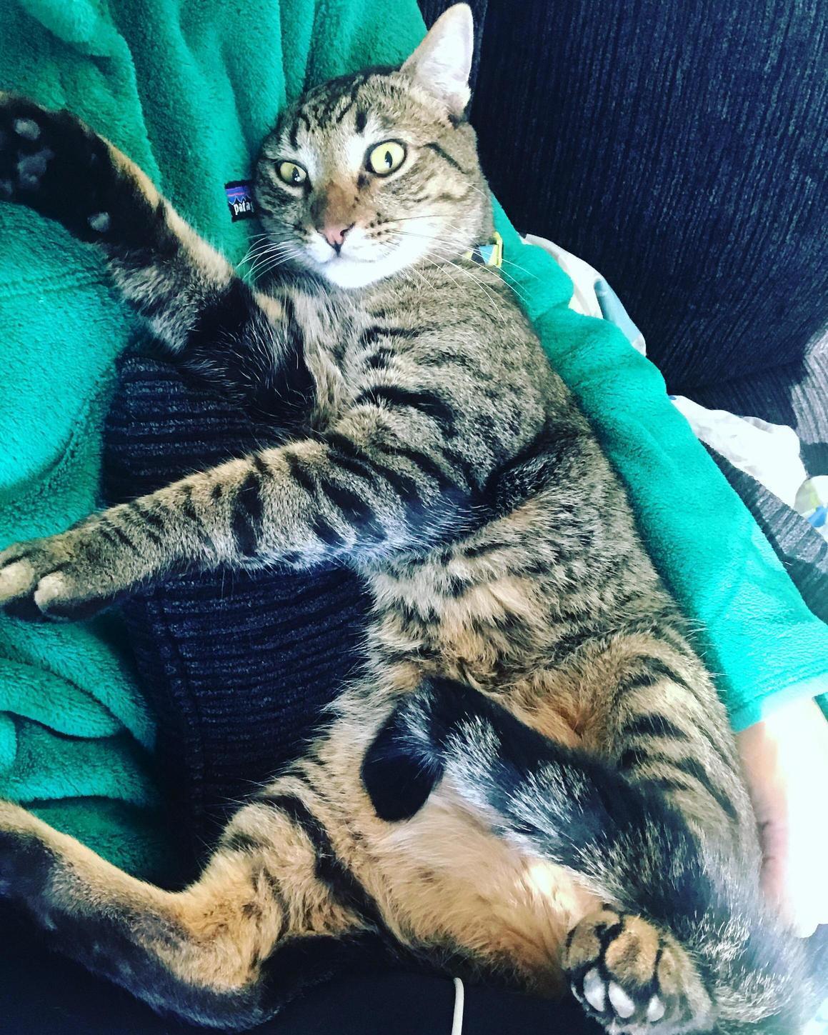This Is Joe. Rescued As a Kitten from the Alleys of La and Now Resides in the Northern Idaho Forest Home....spoiled )
