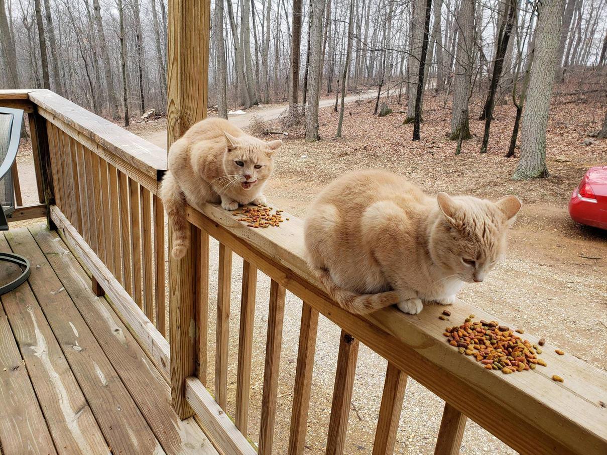 This Is Little Kitty and Noobie.