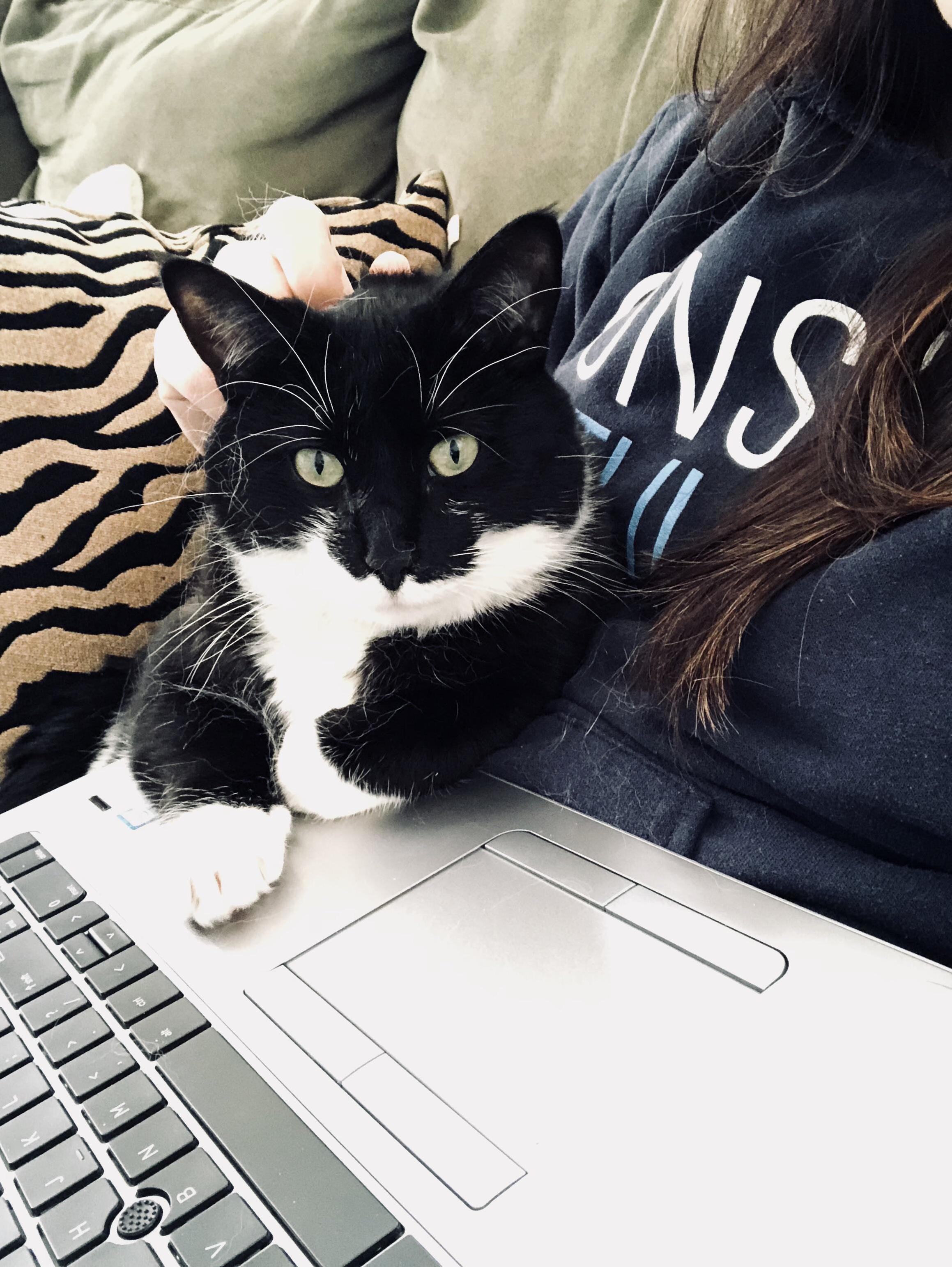 This Is Luna, Making Sure I Get All My Work Done.
