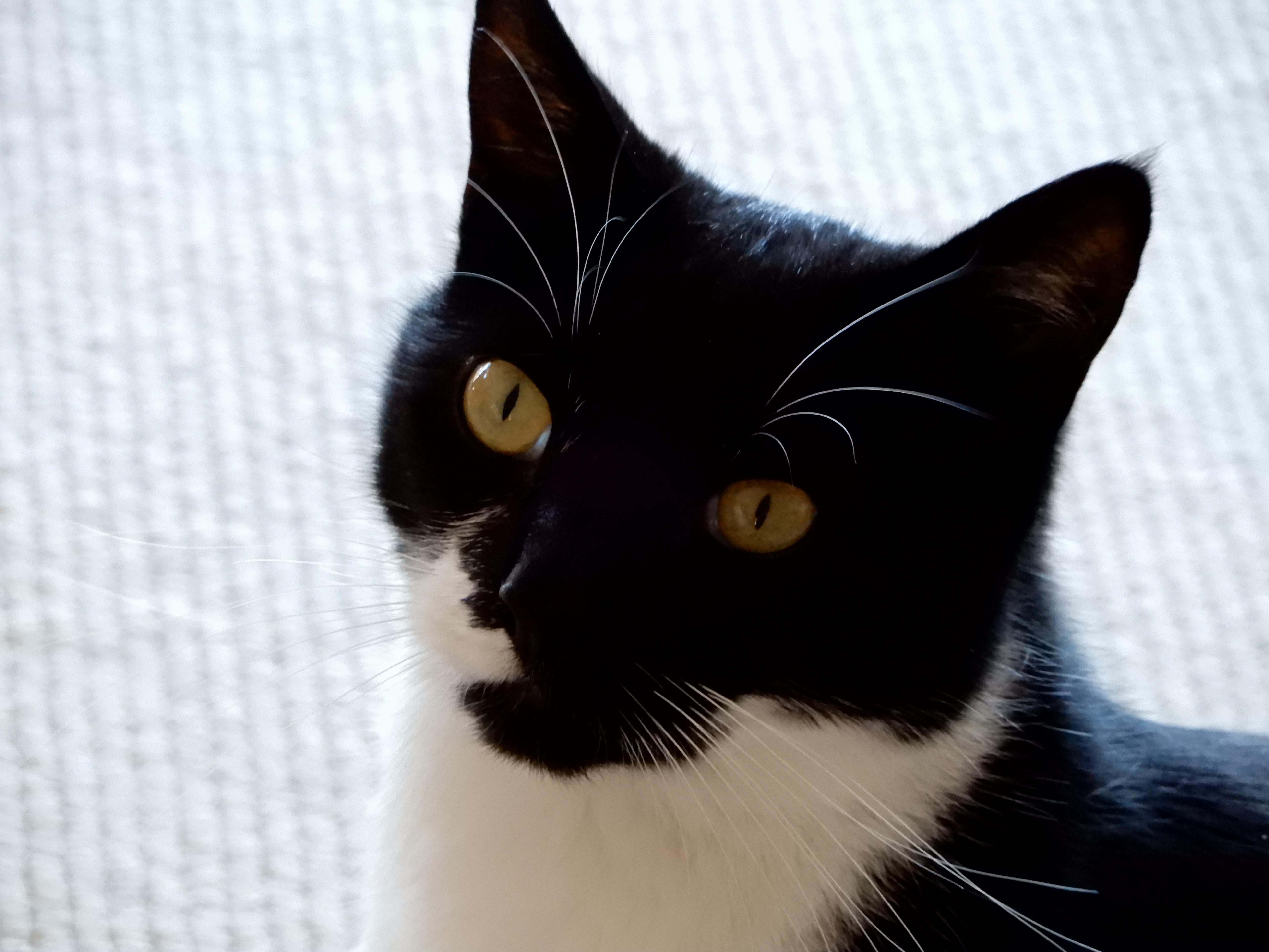 This Is Mini. She Is a Pretty Kitty.