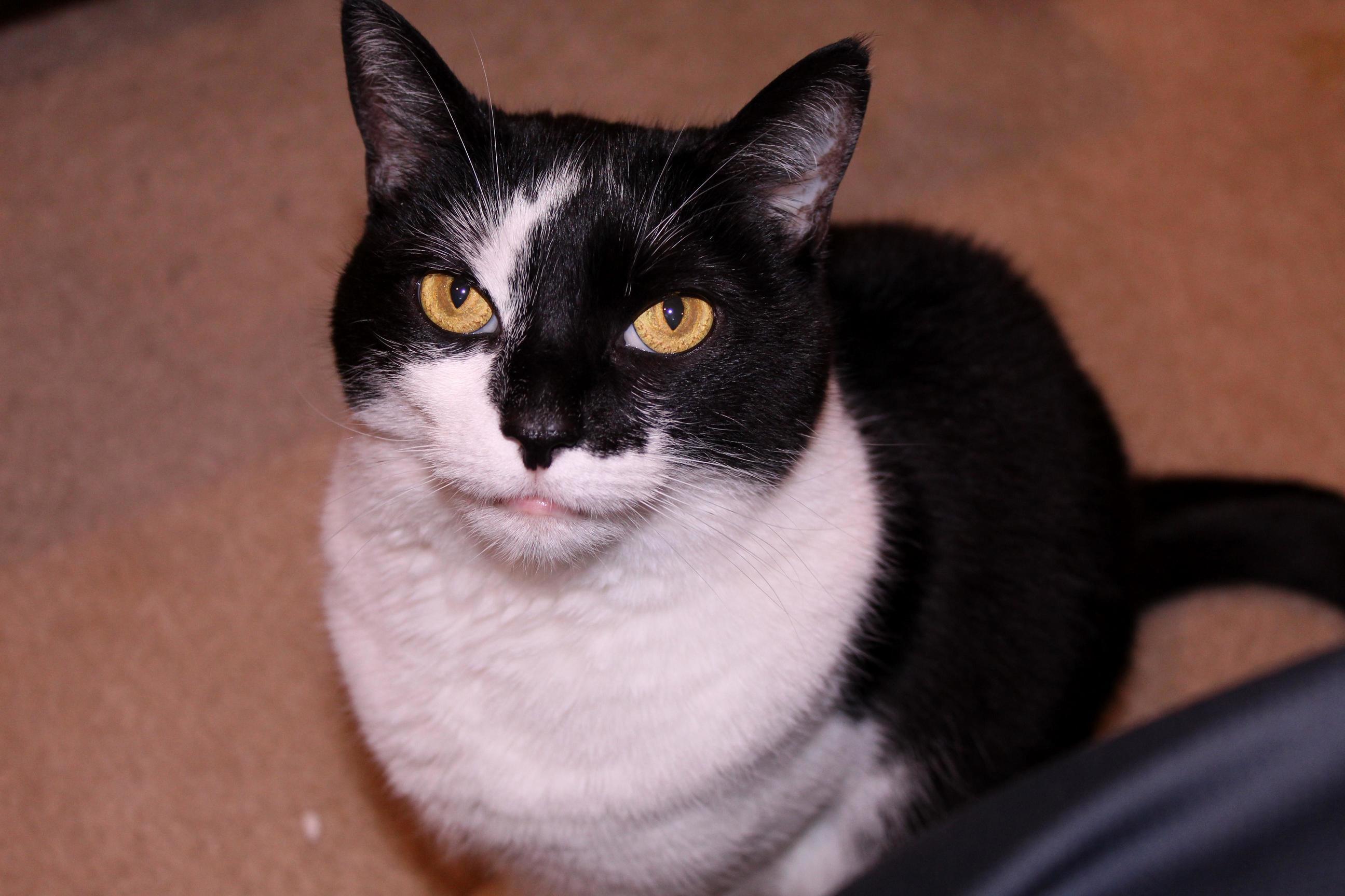 This Is Mrs. Pennyapple. She Was Found As a Stray Kitten 9 Years Ago. She Still Tolerates Living with Us.